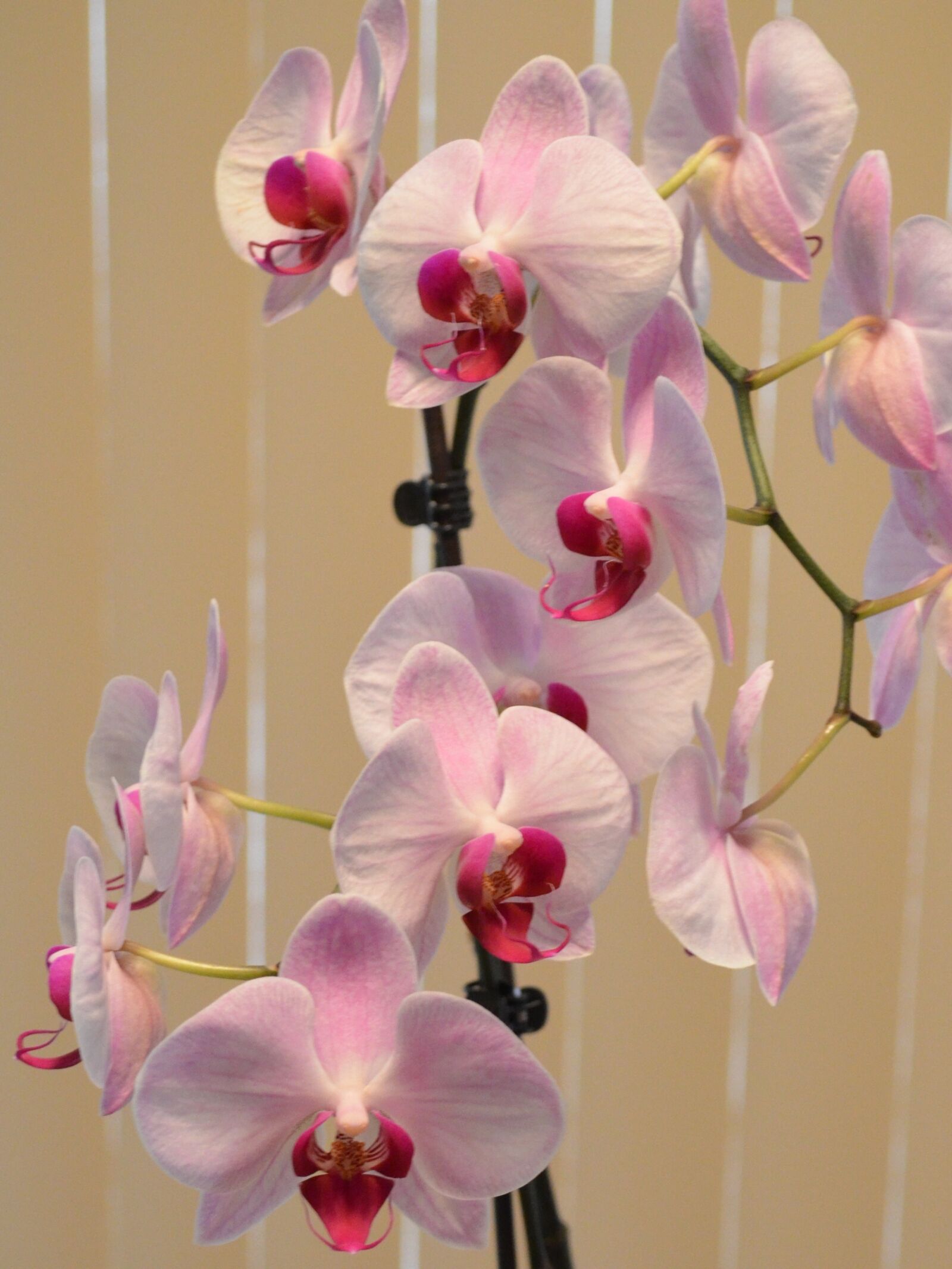 Nikon D5100 sample photo. Orchid, pink, flower photography