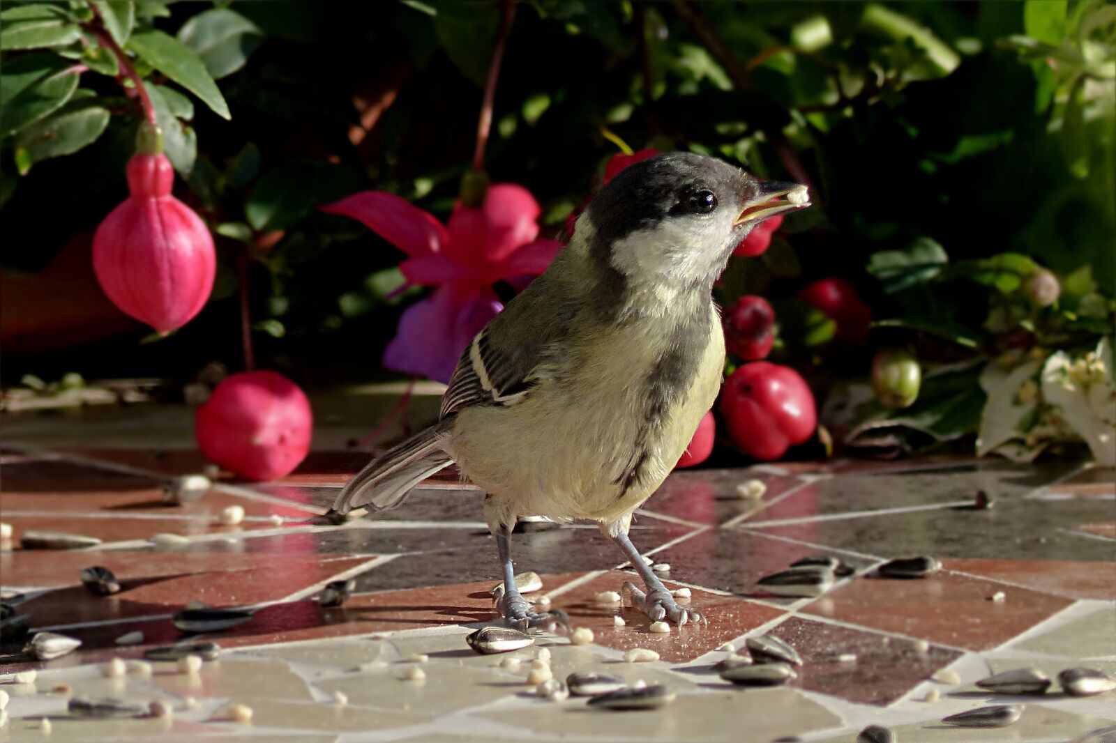 Panasonic Lumix DMC-FZ200 sample photo. Bird, tit, parus major photography