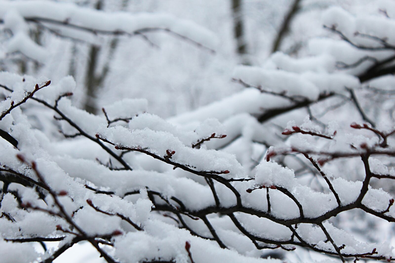 Canon EOS 1200D (EOS Rebel T5 / EOS Kiss X70 / EOS Hi) sample photo. Snow, snowflakes, winter photography