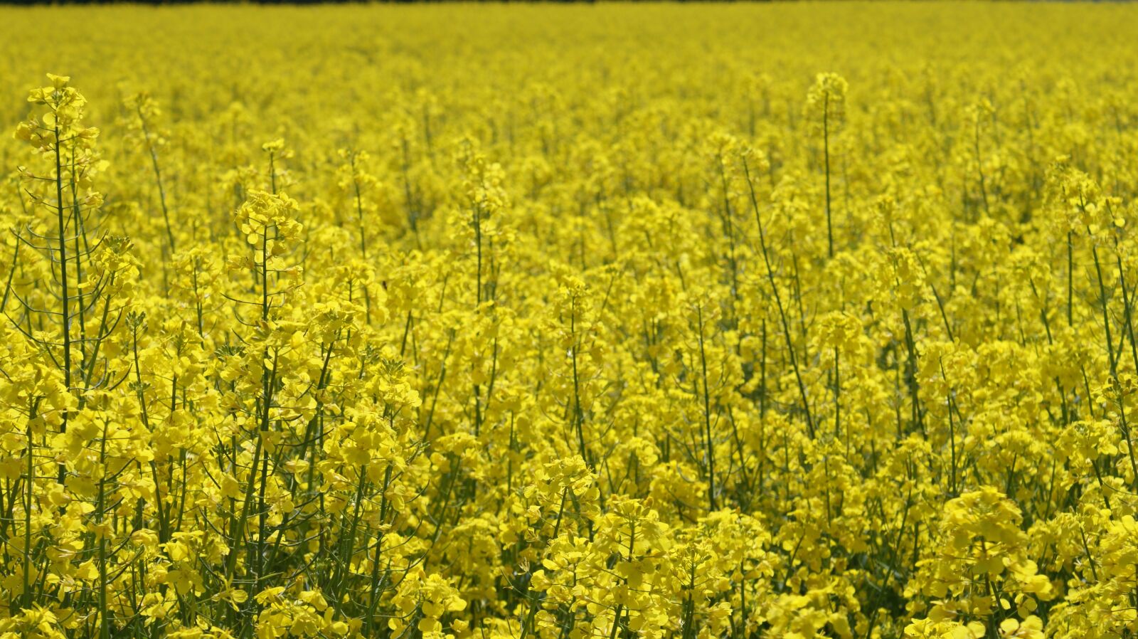 Sony Alpha DSLR-A350 sample photo. Oilseed rape, landscape, yellow photography