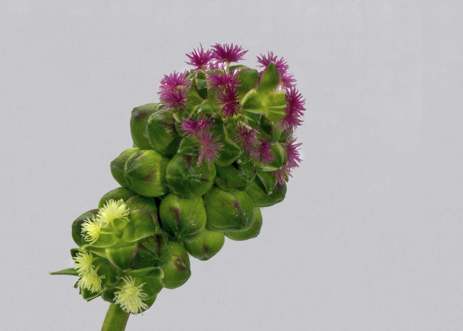 Canon EF 100mm F2.8L Macro IS USM sample photo. Wildflower, salad-burnet, plant photography