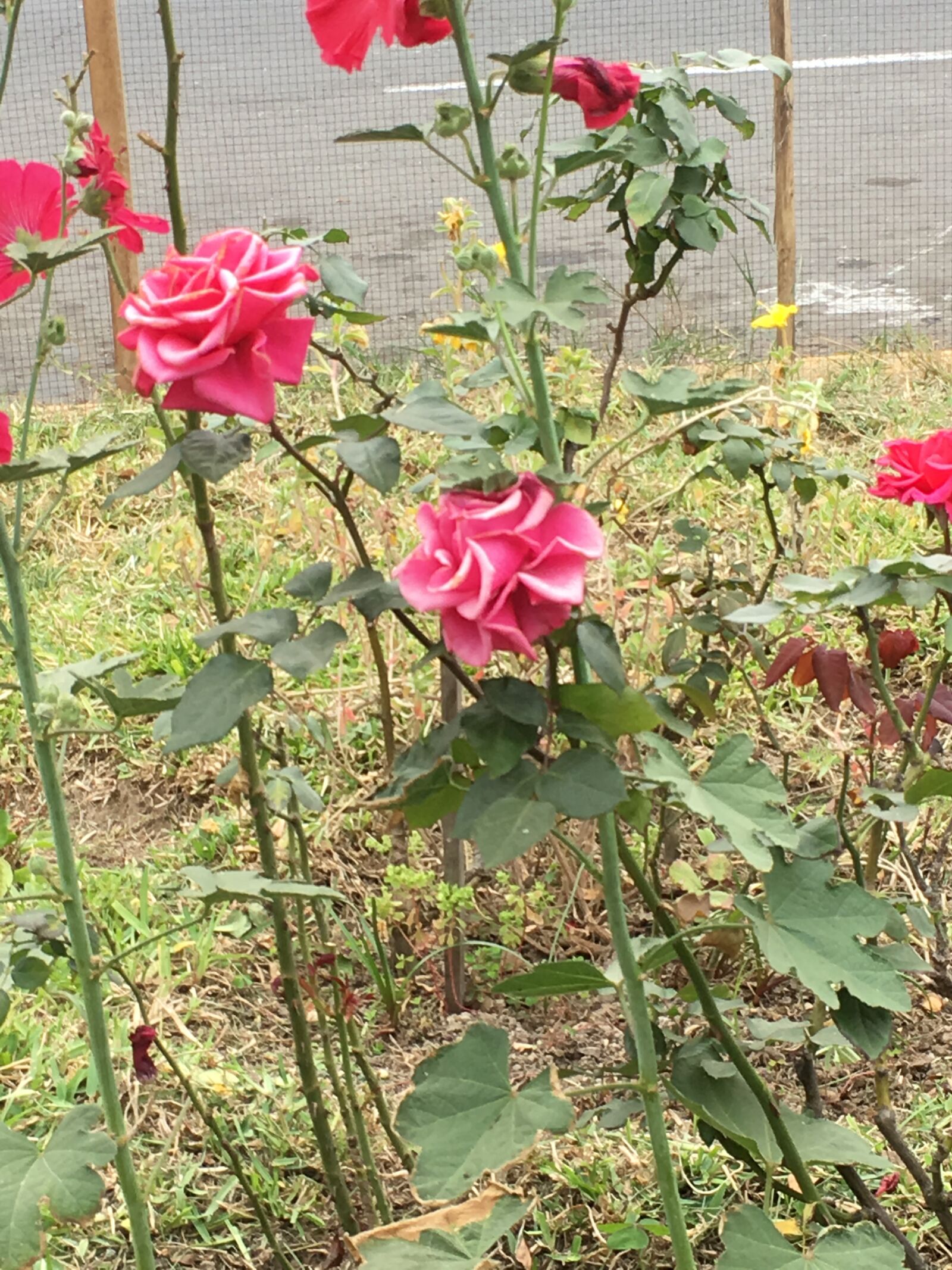 iPhone SE back camera 4.15mm f/2.2 sample photo. Flowers, nature, flower photography