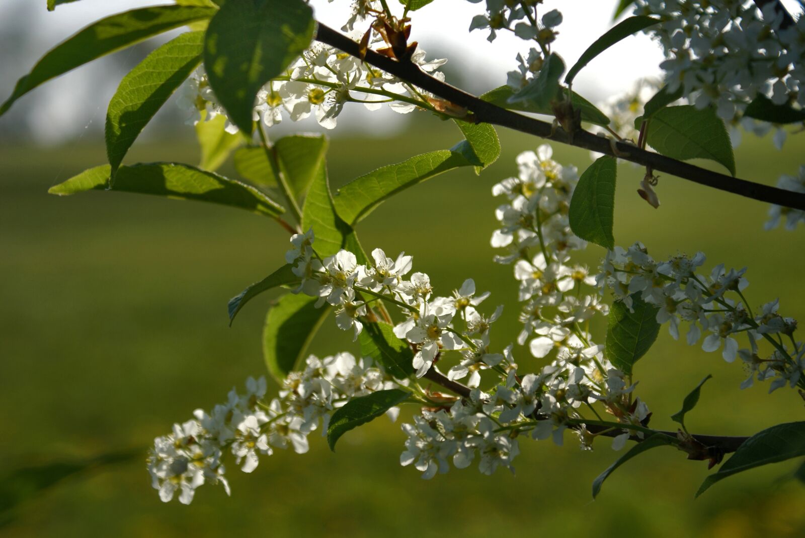 Sony Alpha DSLR-A100 sample photo. Bird cherry, padus, white photography