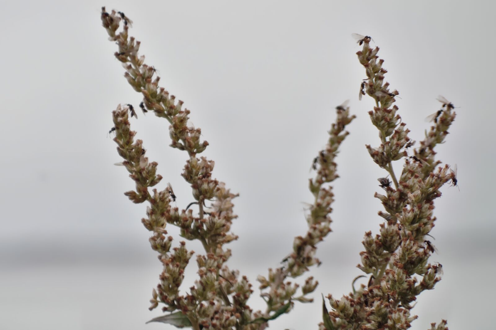 Samsung WB350F/WB351F/WB352F sample photo. Plant, close up, nature photography