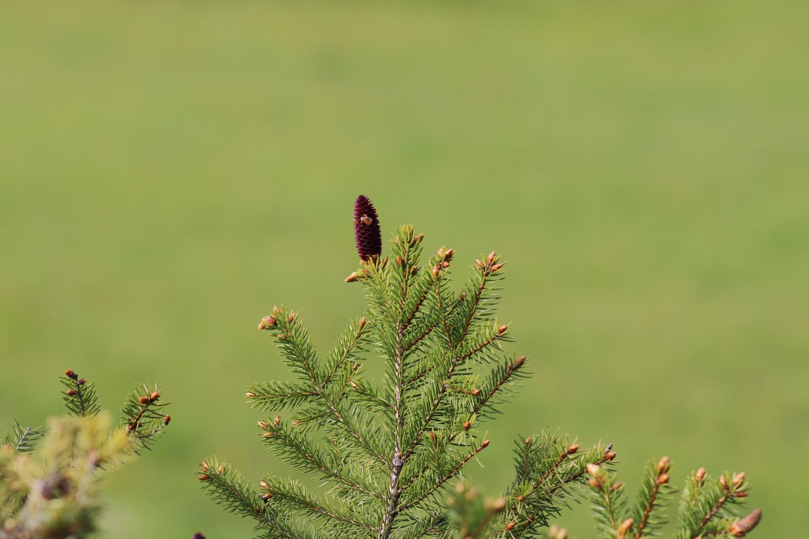 Canon EF75-300mm f/4-5.6 sample photo. Spruce, tree, branch photography