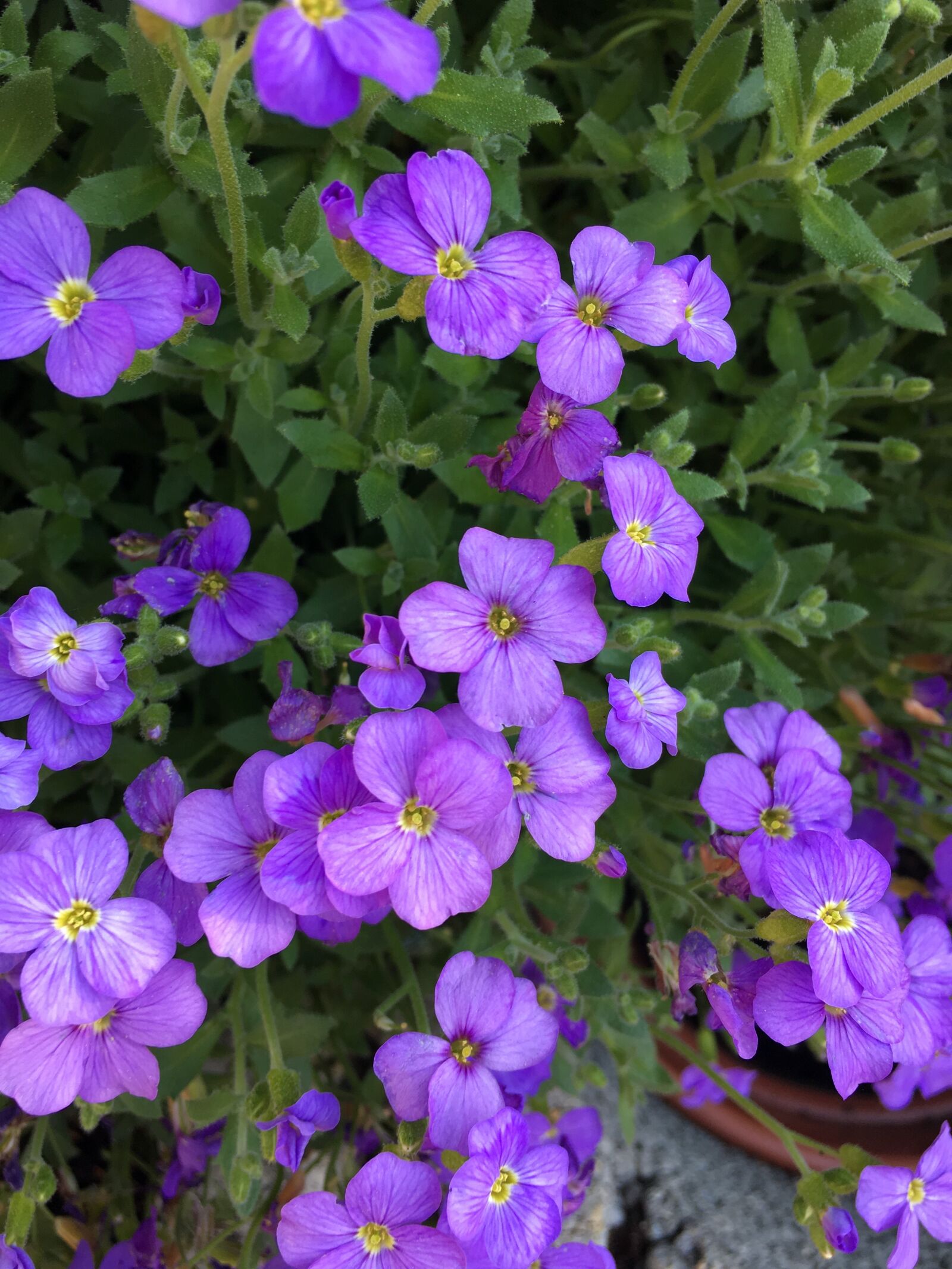 Apple iPhone 6s Plus sample photo. Flower, flowers, blooms photography