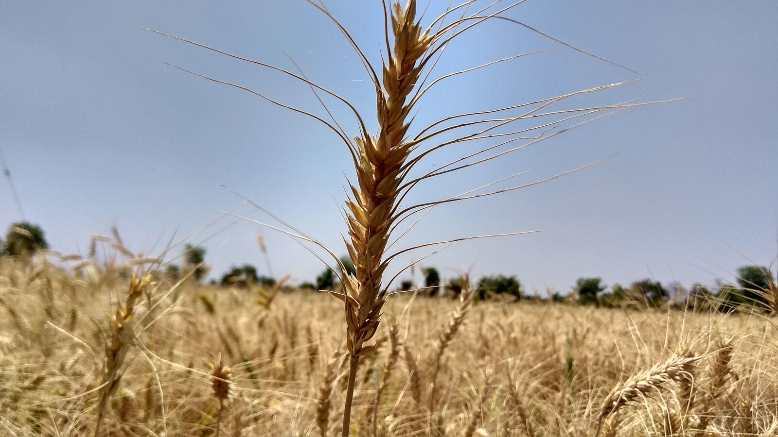 Xiaomi Redmi Note 4 sample photo. Wheat, straw, cereal photography