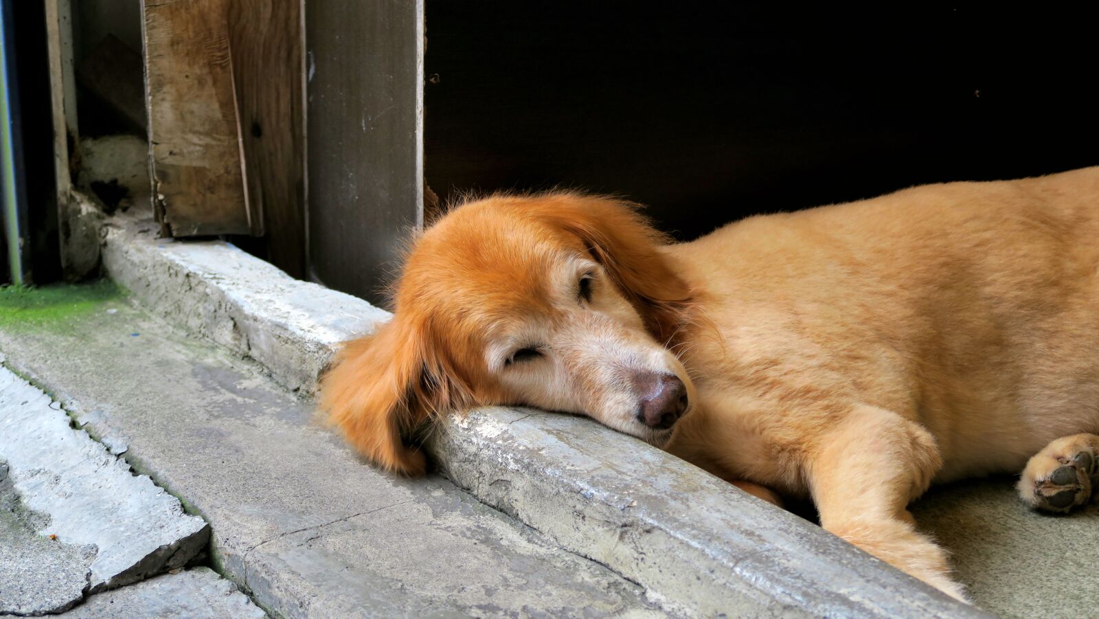 Canon PowerShot G7 X sample photo. Animal, cute, mammal photography