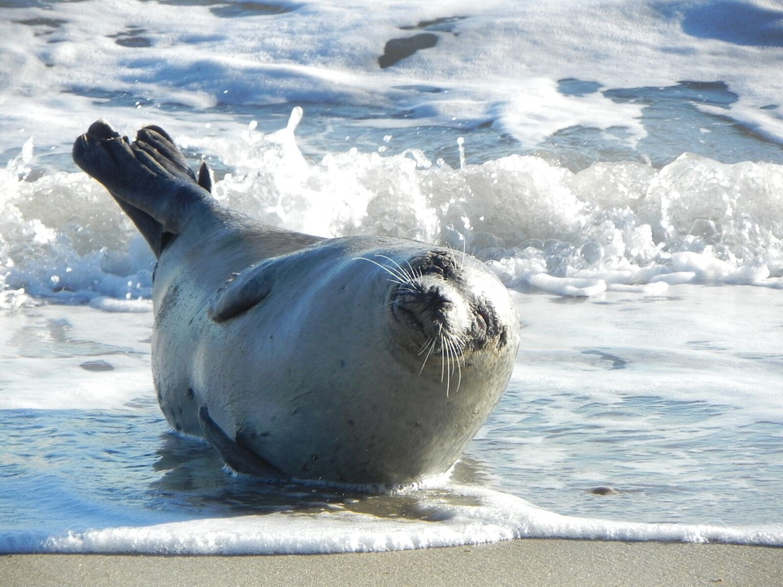 Nikon Coolpix P100 sample photo. Harbor seal, resting, sunbathing photography