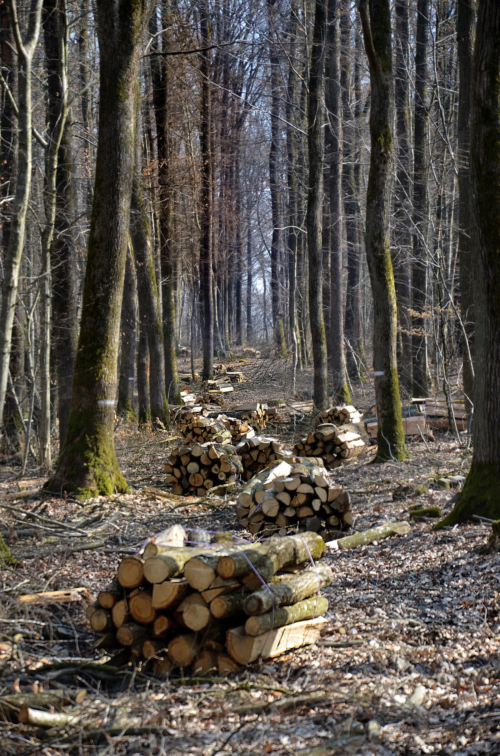 Nikon D5100 sample photo. Renewable energy, wood, ecology photography