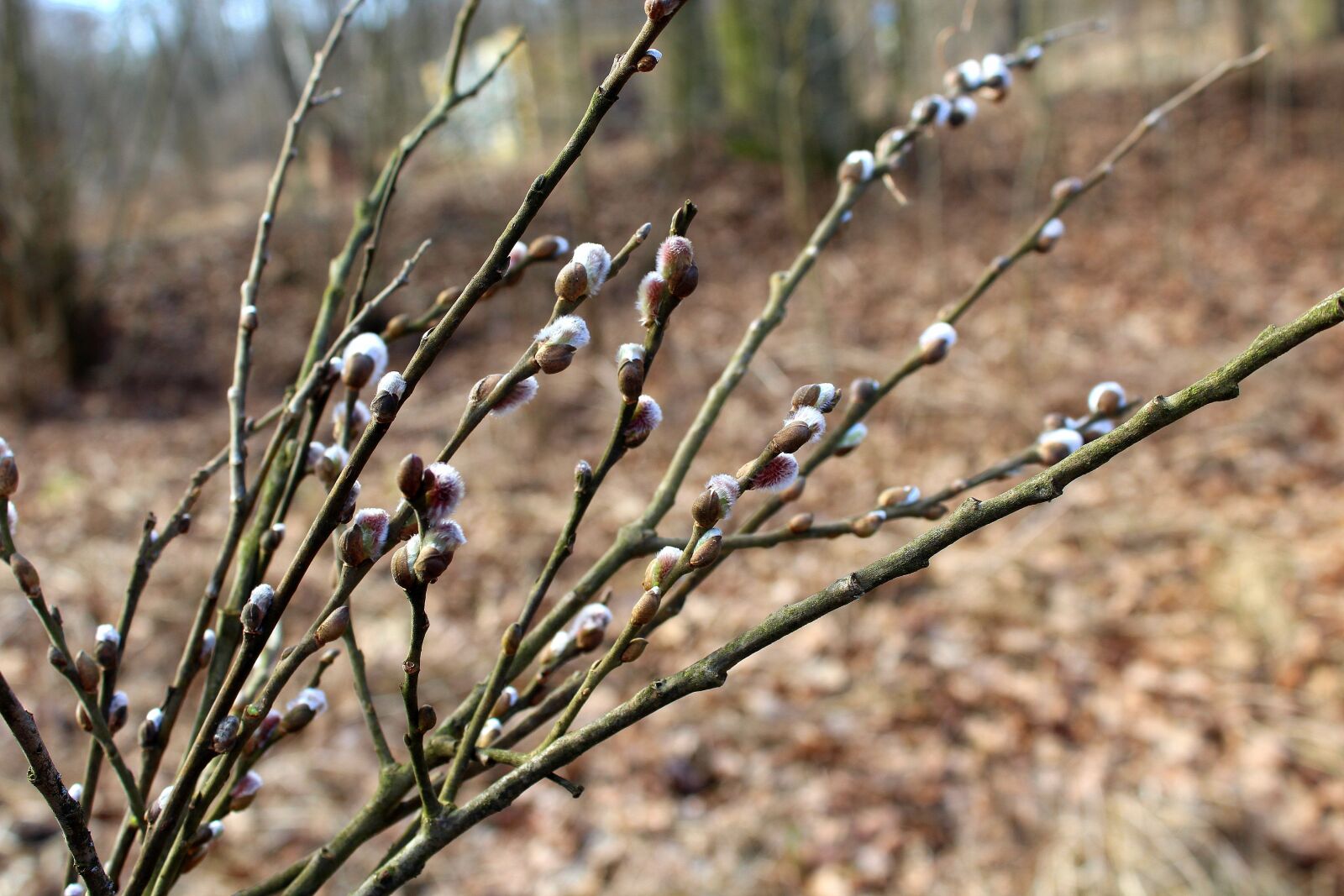 Canon EOS 1200D (EOS Rebel T5 / EOS Kiss X70 / EOS Hi) sample photo. Willow, twigs, the basis photography