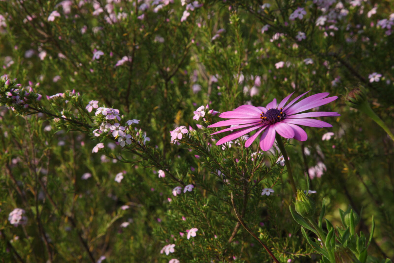 Canon EOS 5D Mark II sample photo. Flower, pink, daisy, wild photography