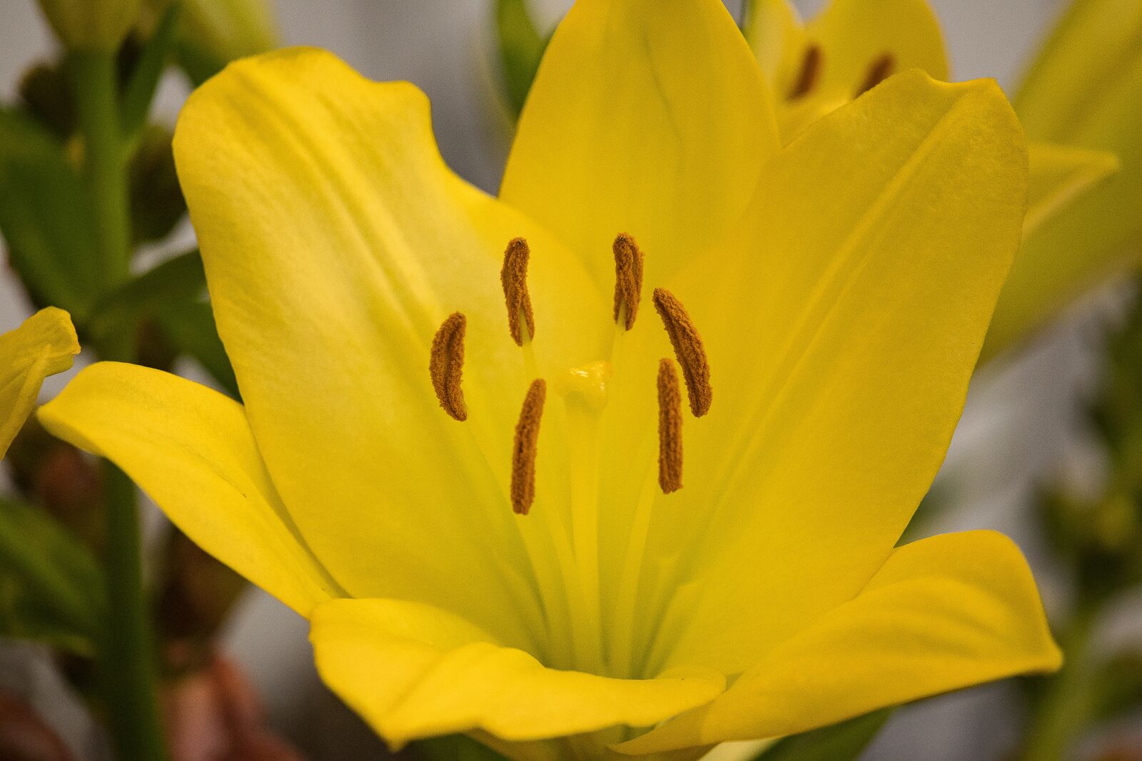 Canon EF-S 55-250mm F4-5.6 IS STM sample photo. Lily, flower, plant photography