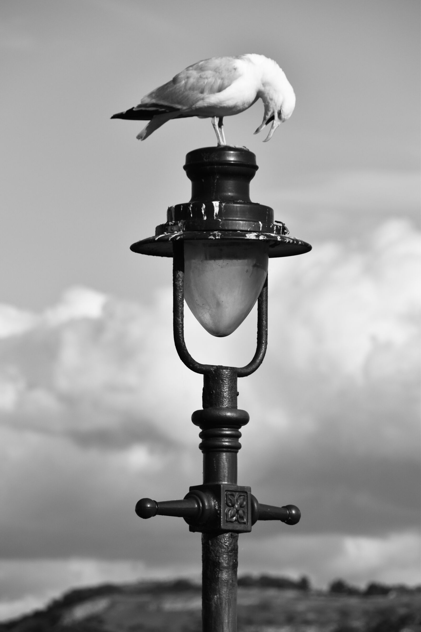Nikon D5600 sample photo. Seagull, lampost, light photography