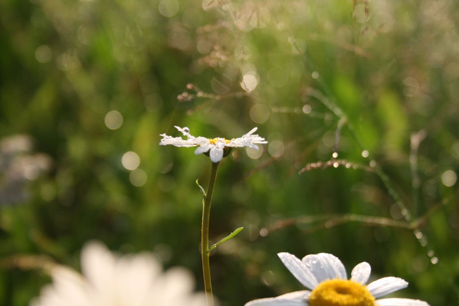 Canon EOS 400D (EOS Digital Rebel XTi / EOS Kiss Digital X) sample photo. Flower, white, summer photography