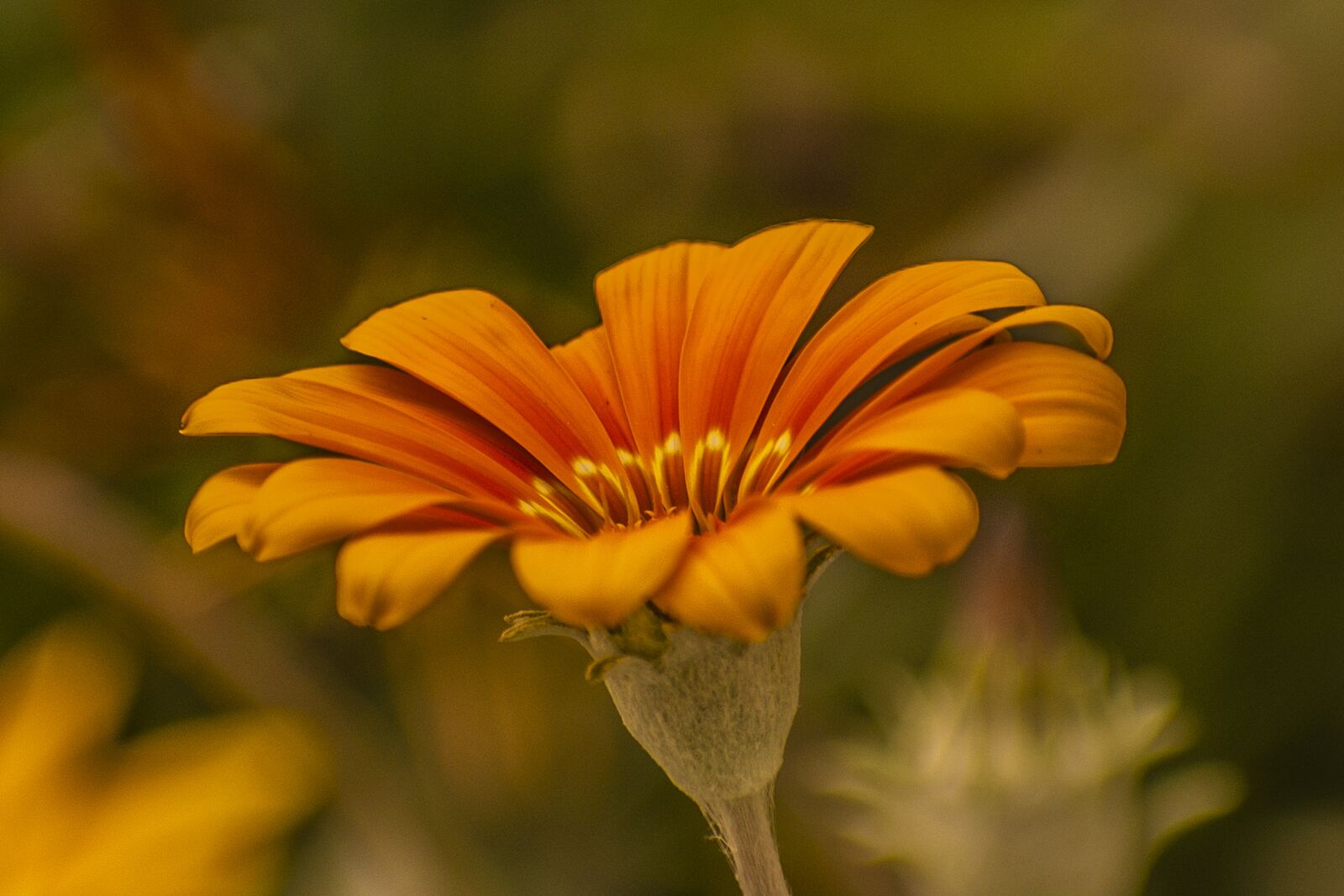 Nikon D600 sample photo. Flower, nature, spring photography