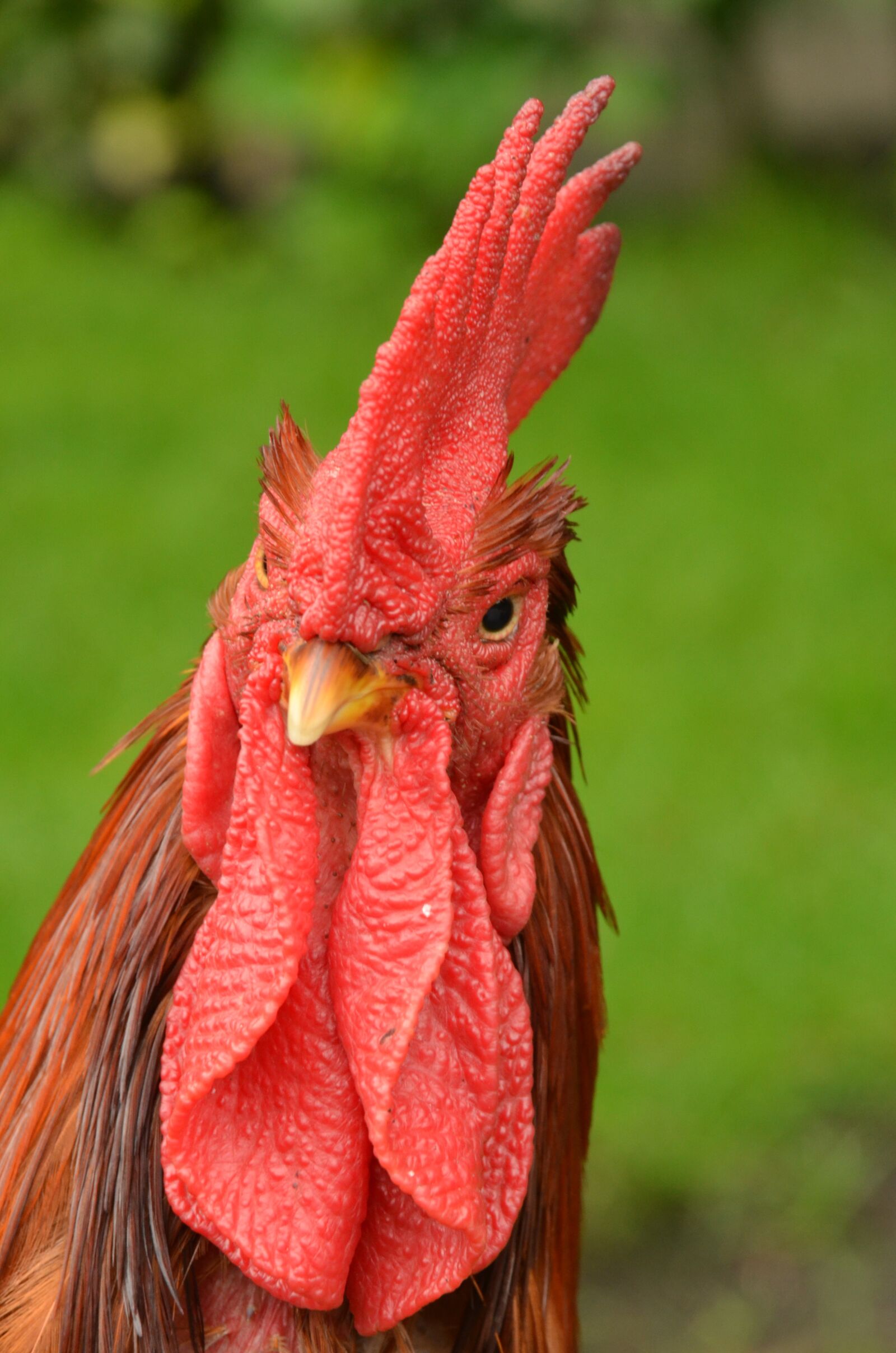Nikon D7000 sample photo. Bird, haan, poultry photography