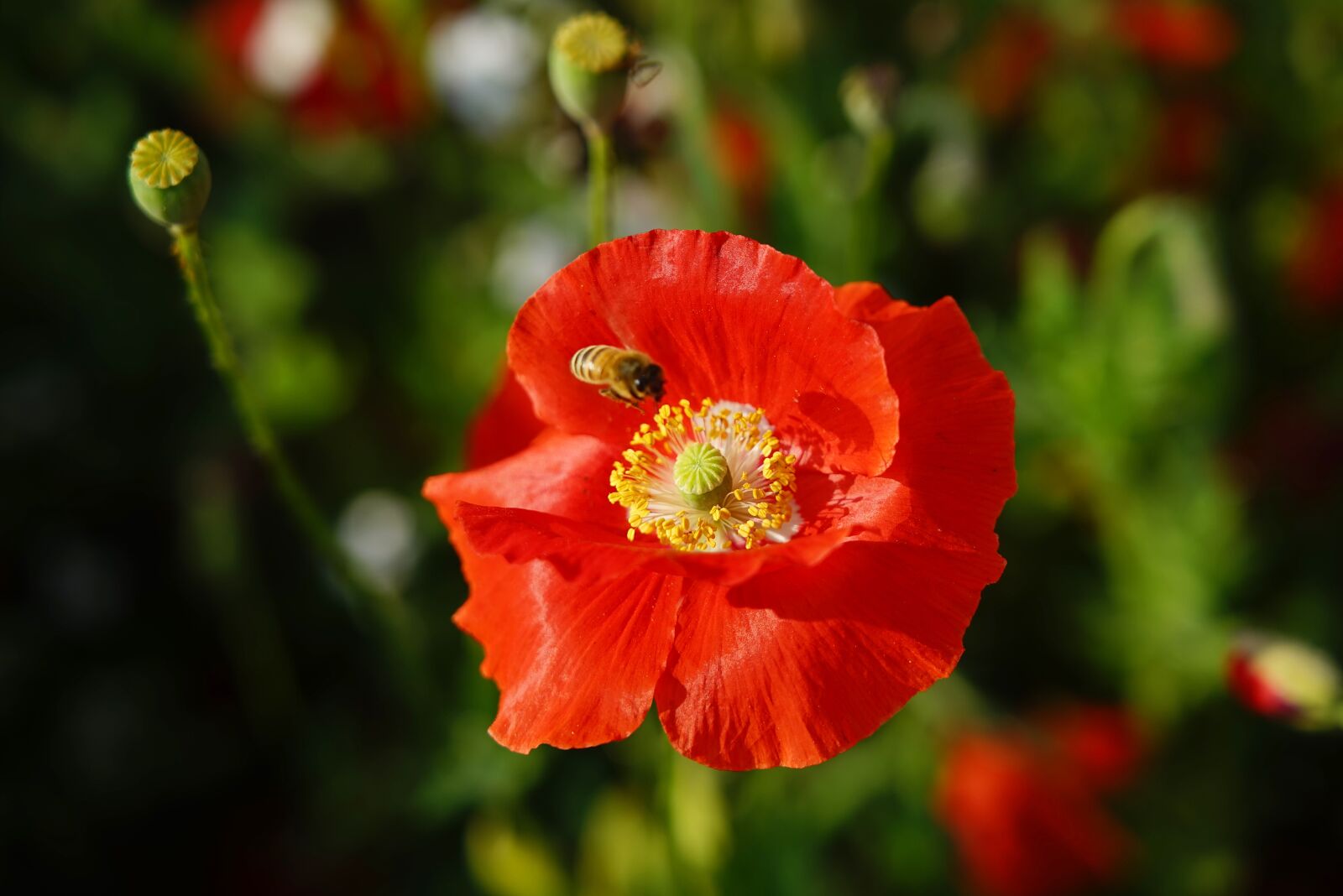 Sony FE 24-105mm F4 G OSS sample photo. Poppy, butterfly, smmer photography