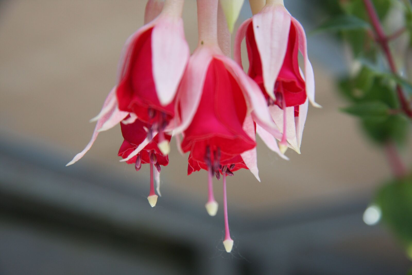 Canon EOS 40D sample photo. Blossom, bloom, plant photography