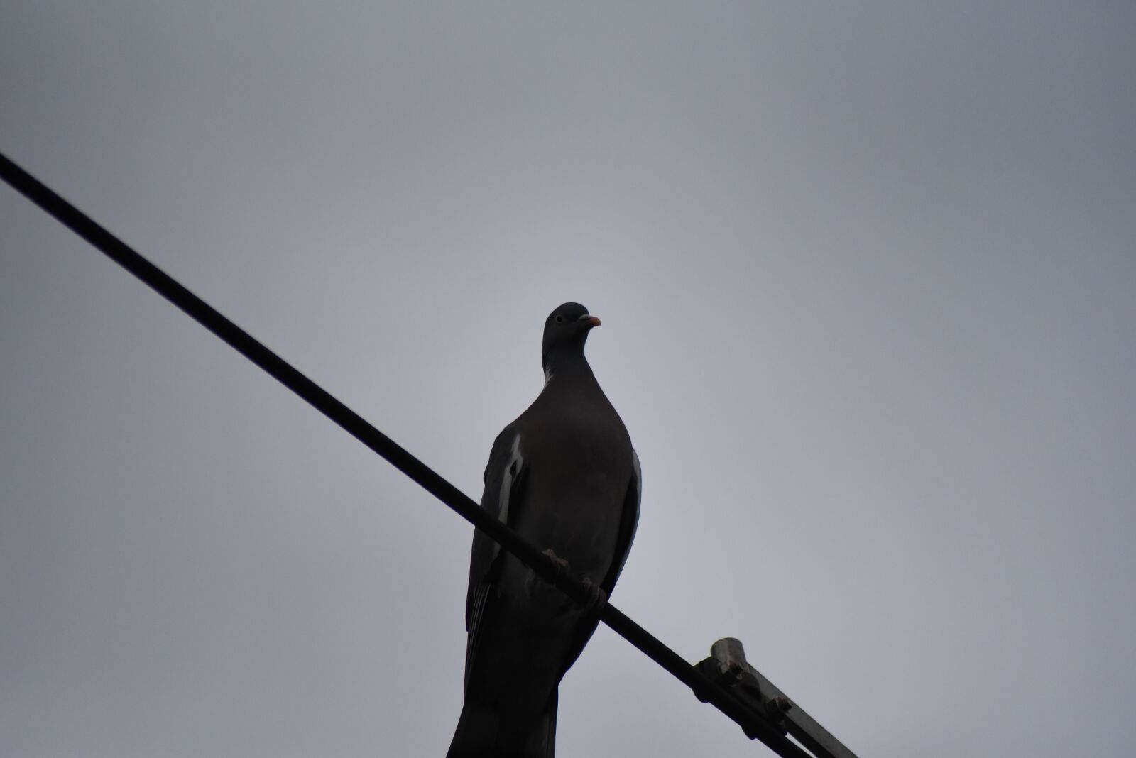 Nikon D750 sample photo. Pigeon, bird, cable photography