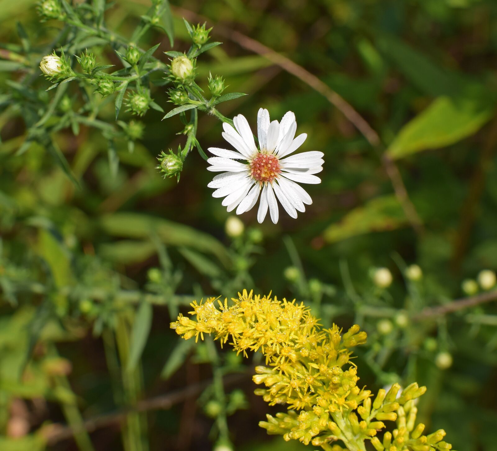 Nikon D3300 sample photo. Crooked stem aster and photography