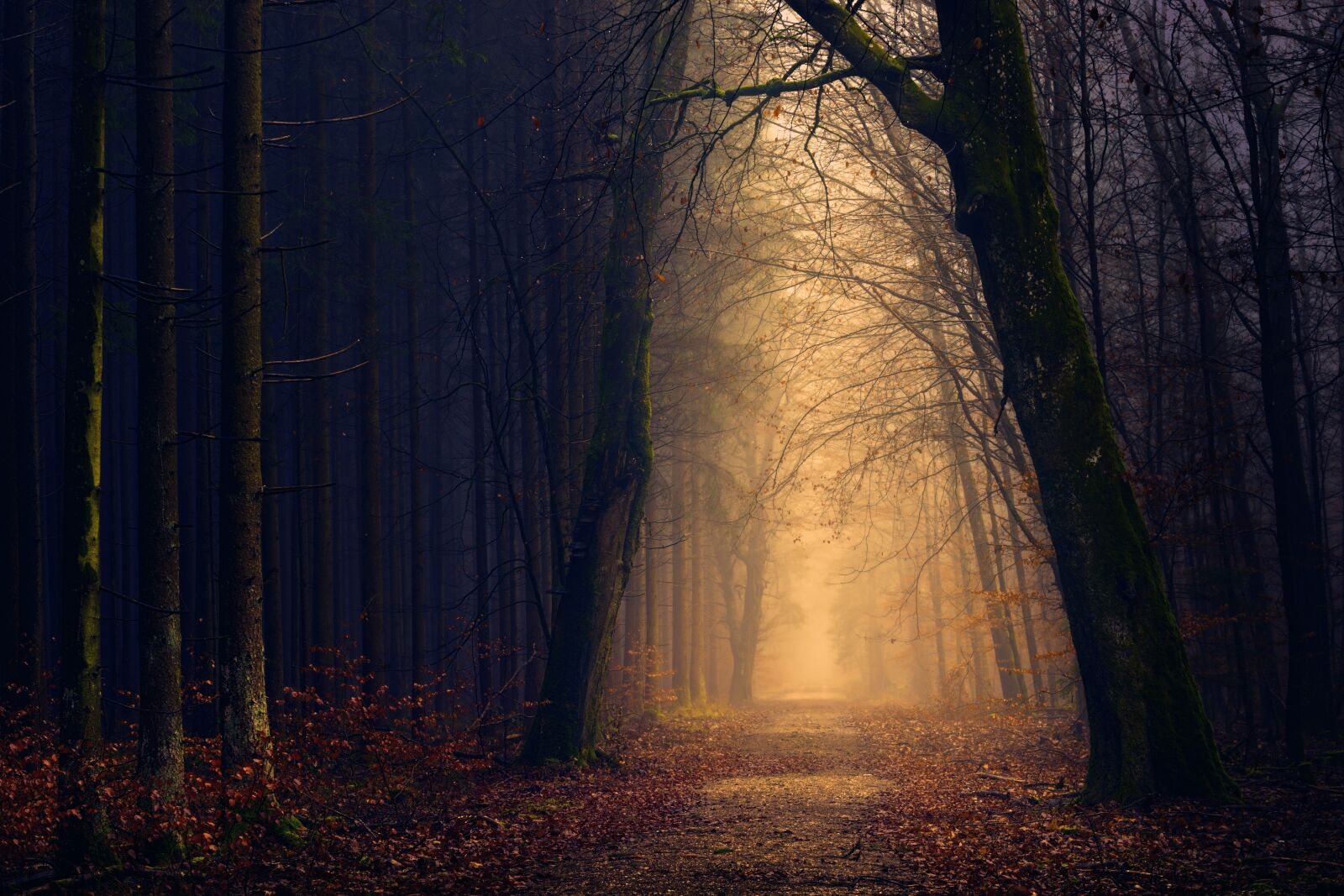 Sony a7 + Sony DT 50mm F1.8 SAM sample photo. Wood, forest, light photography