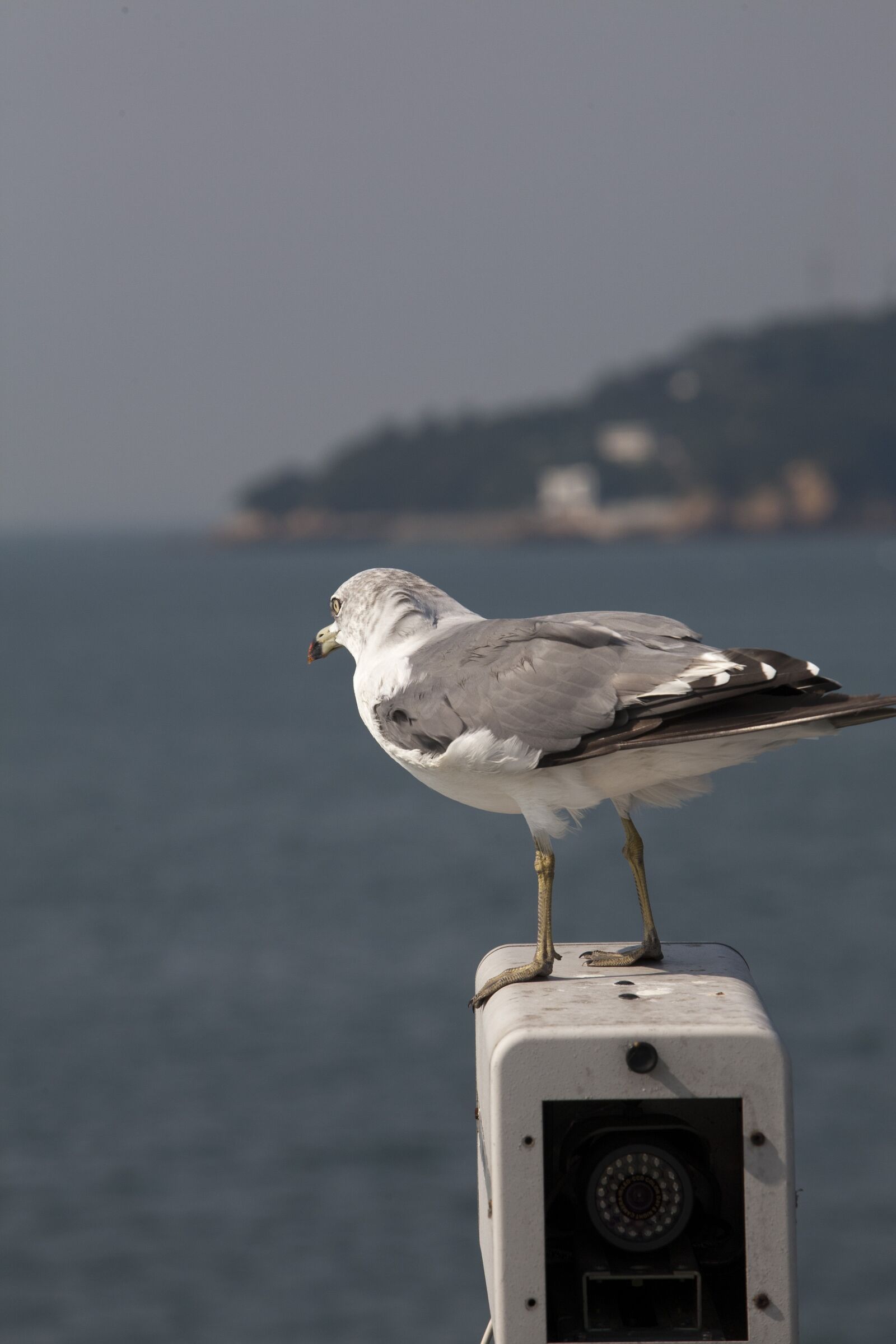 Canon EOS 5D sample photo. Seagull, sea birds, new photography