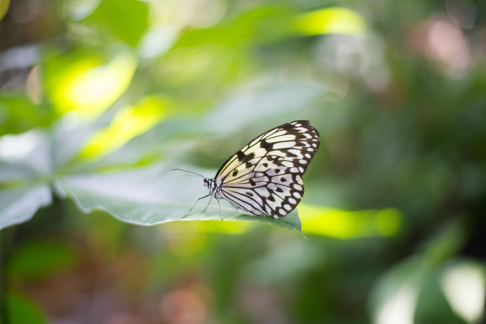 Nikon D610 sample photo. Nature, butterfly, insect photography