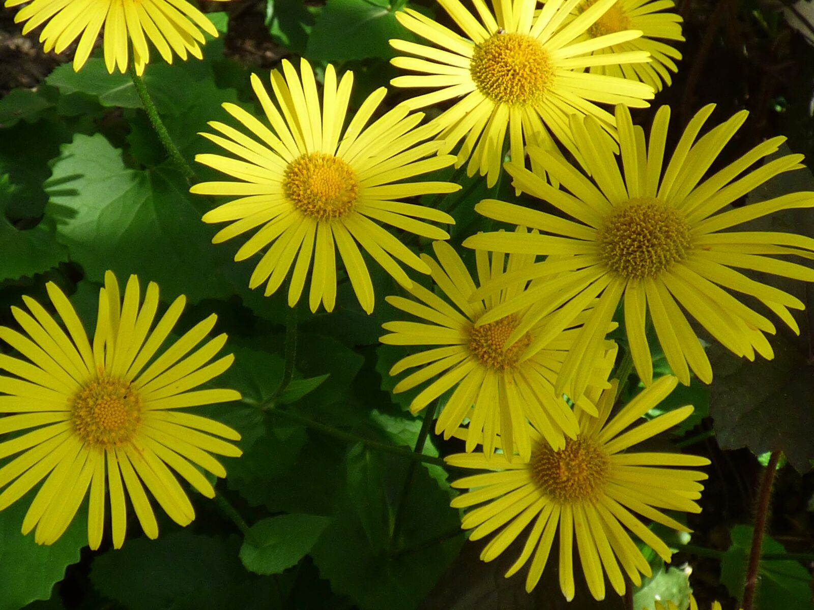Panasonic DMC-FZ72 sample photo. Flowers, yellow, nature photography