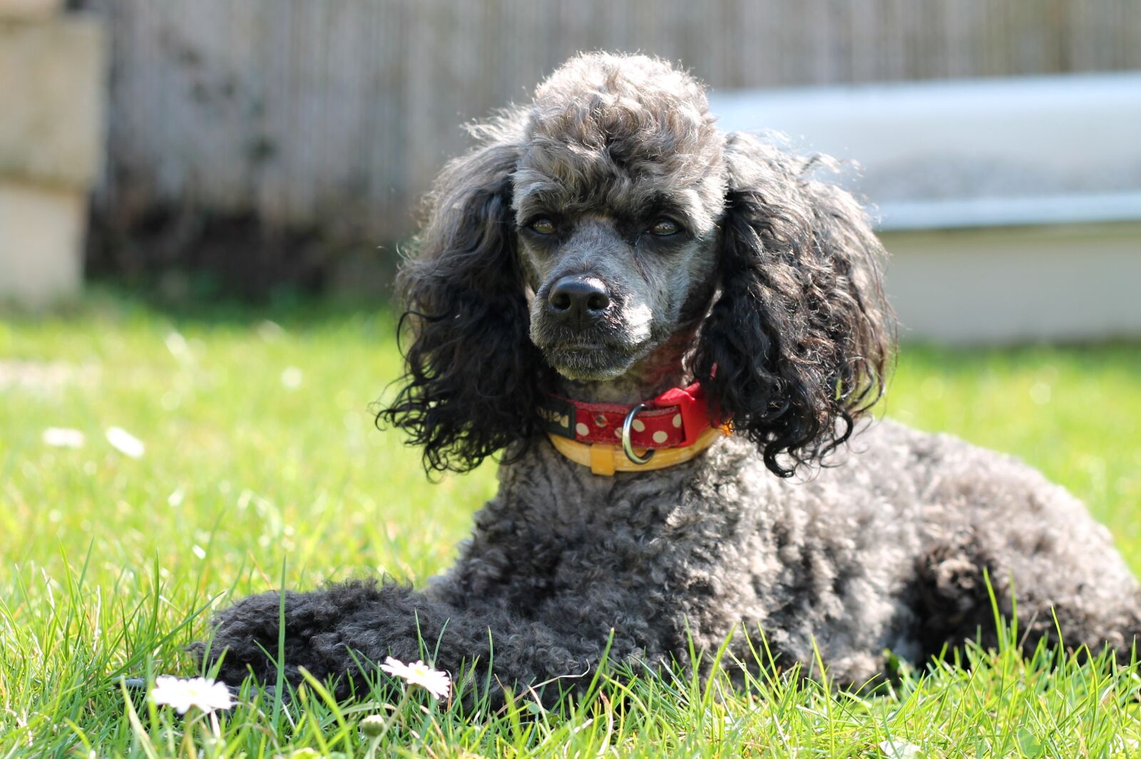 Canon EOS 1100D (EOS Rebel T3 / EOS Kiss X50) + Canon EF 50mm F1.8 II sample photo. Dog, poodle, miniature poodle photography