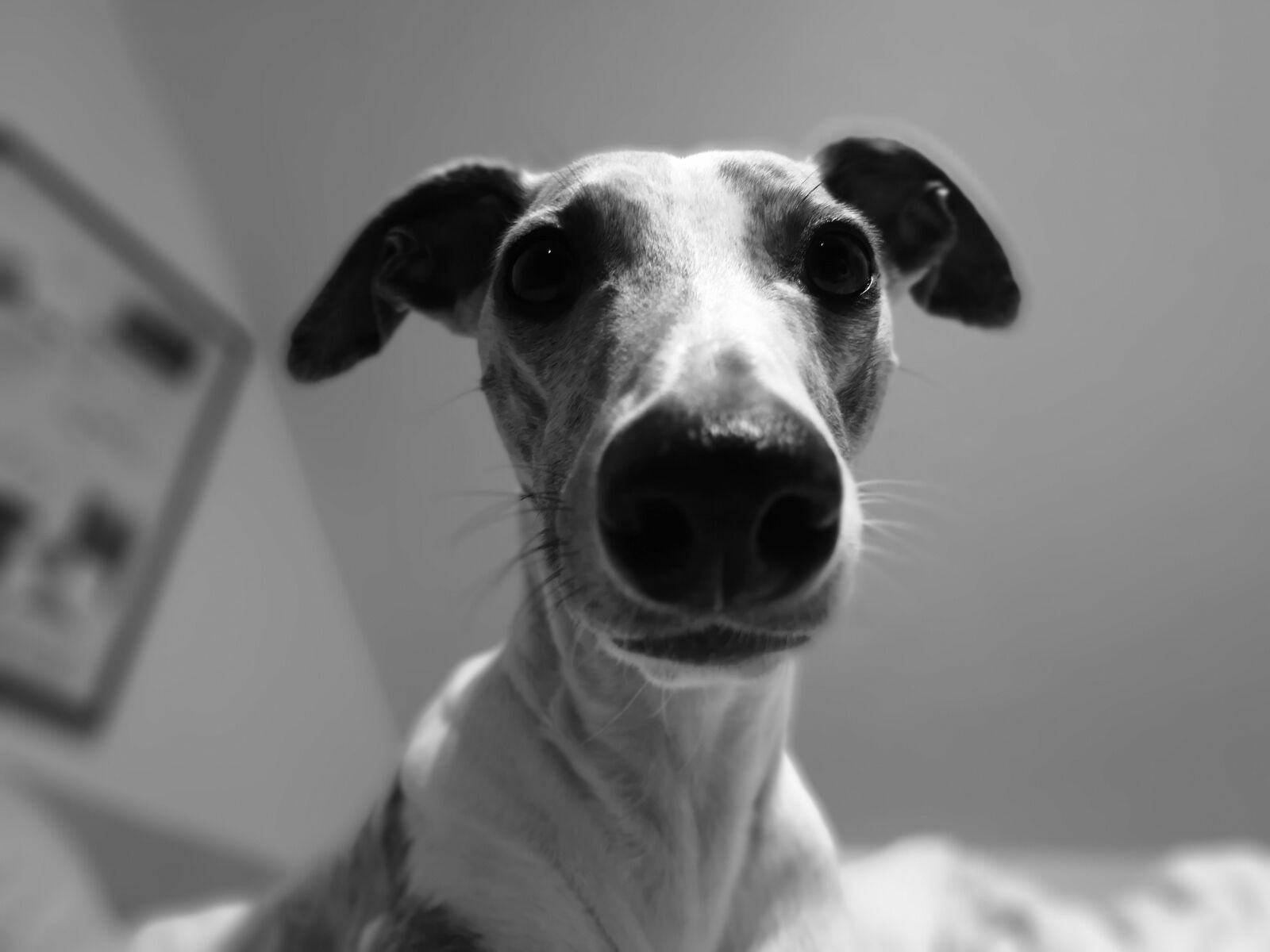 HUAWEI Mate 10 Pro sample photo. Windhound, whippet, dog photography