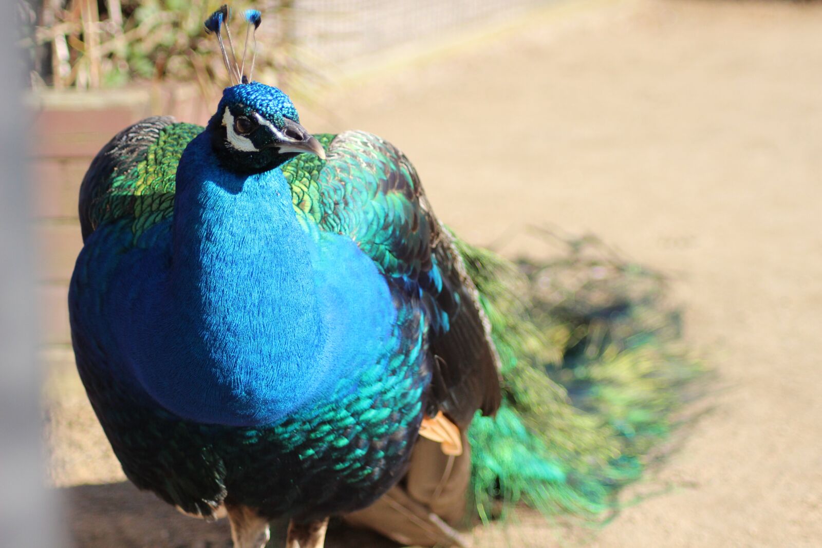 Canon EOS 600D (Rebel EOS T3i / EOS Kiss X5) sample photo. Peacock, bird, colorful photography