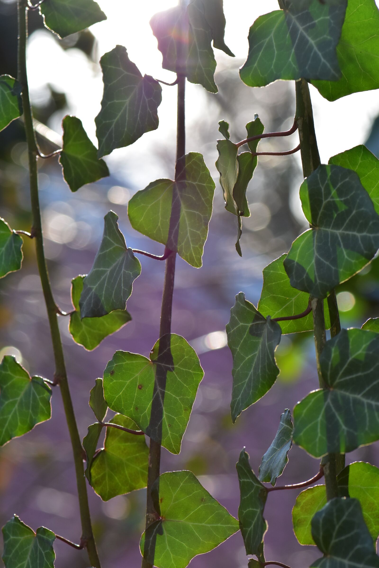 Nikon D5500 sample photo. Ivy, leaf, plant photography