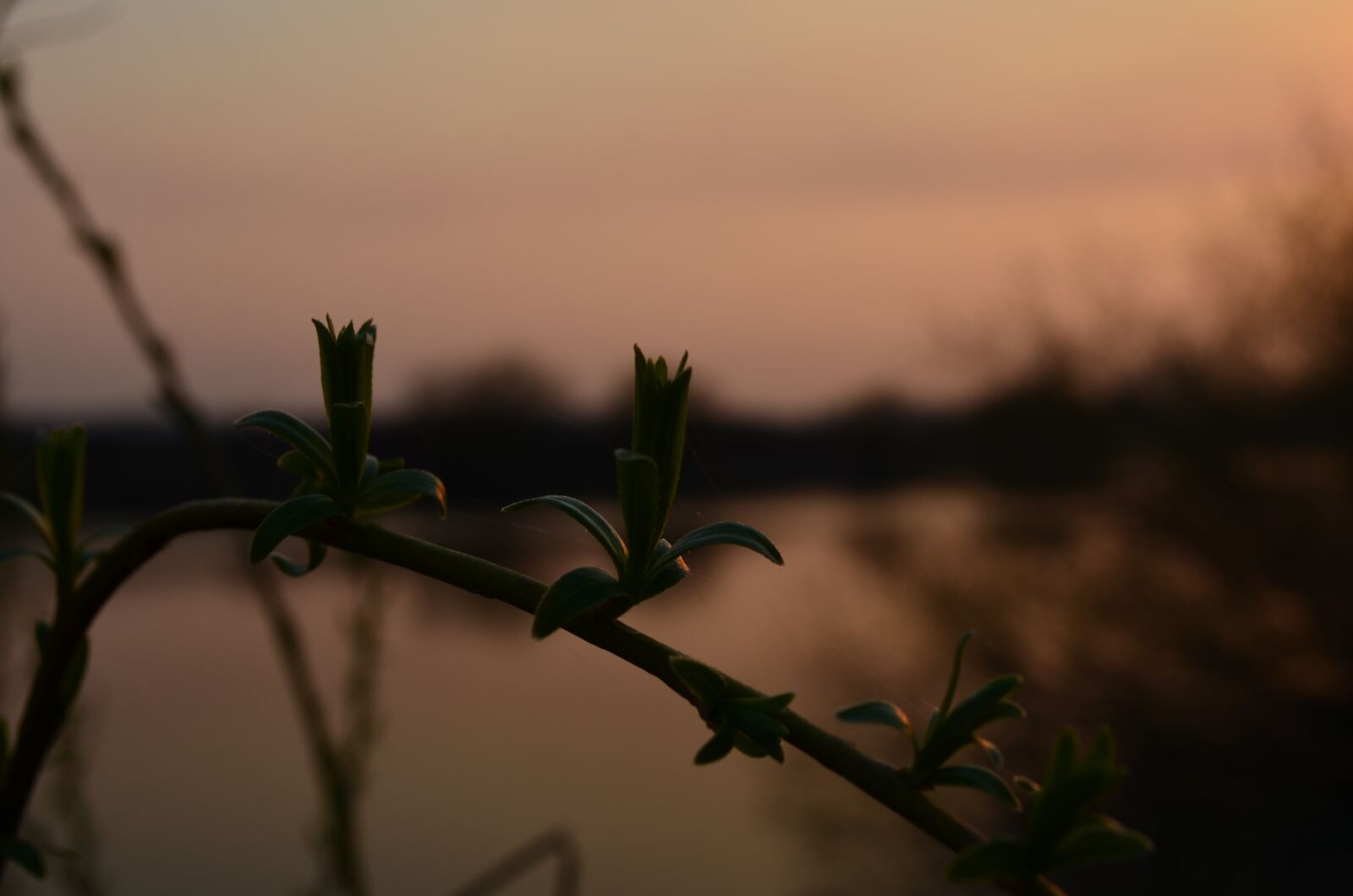 Nikon D5100 sample photo. Plants, sunset, nature photography