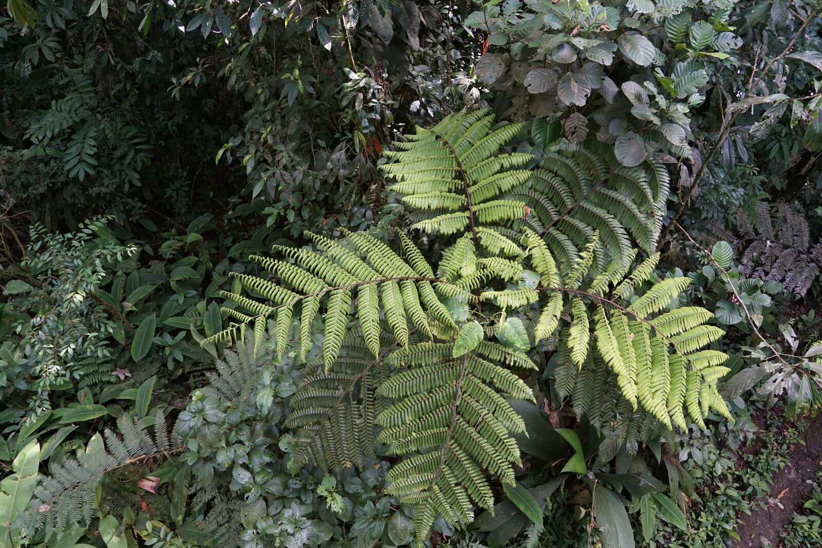 Sony DT 16-50mm F2.8 SSM sample photo. Rainforest, green, costa rica photography