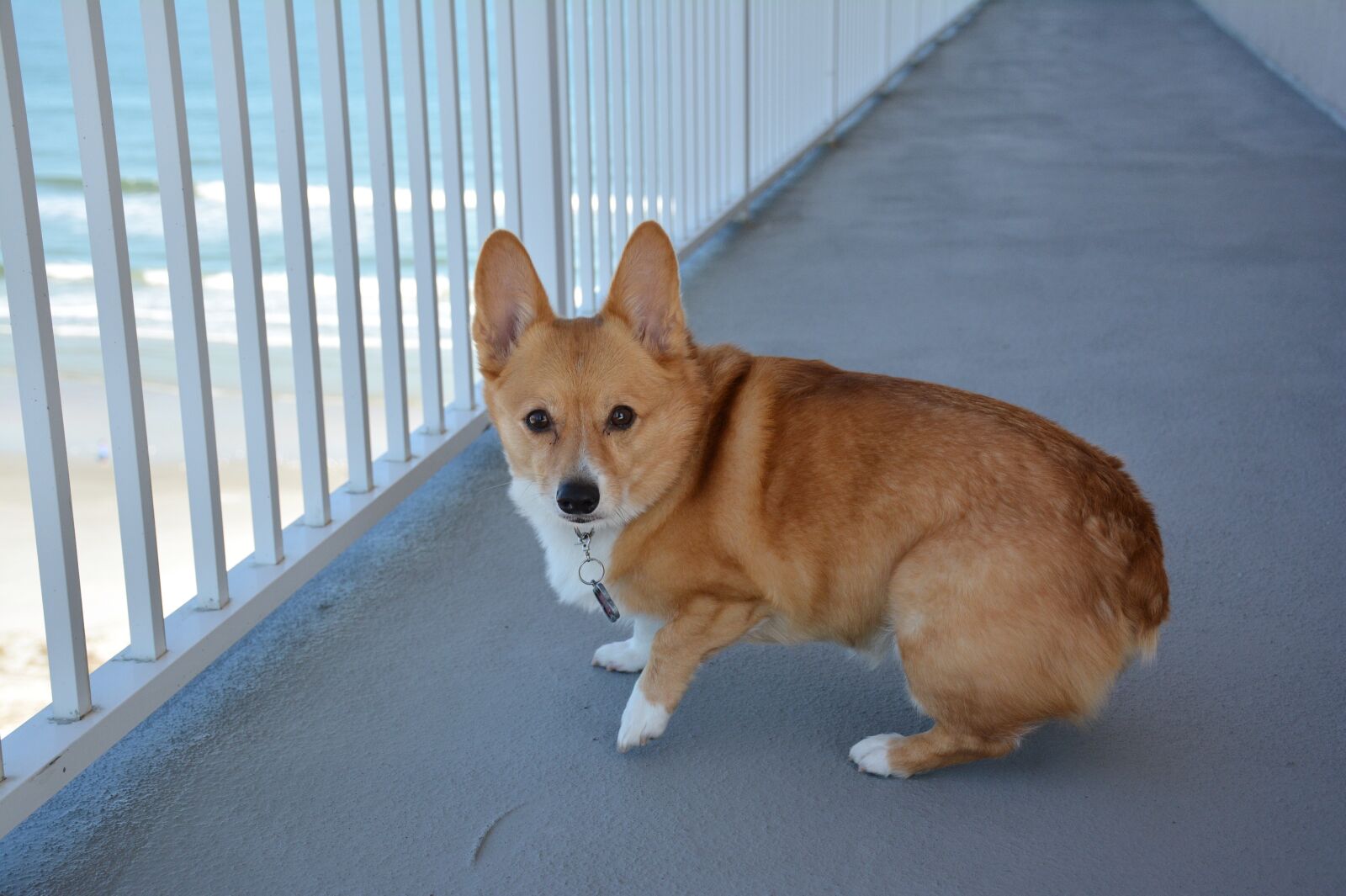Nikon D7100 sample photo. Corgi, dog, animal photography