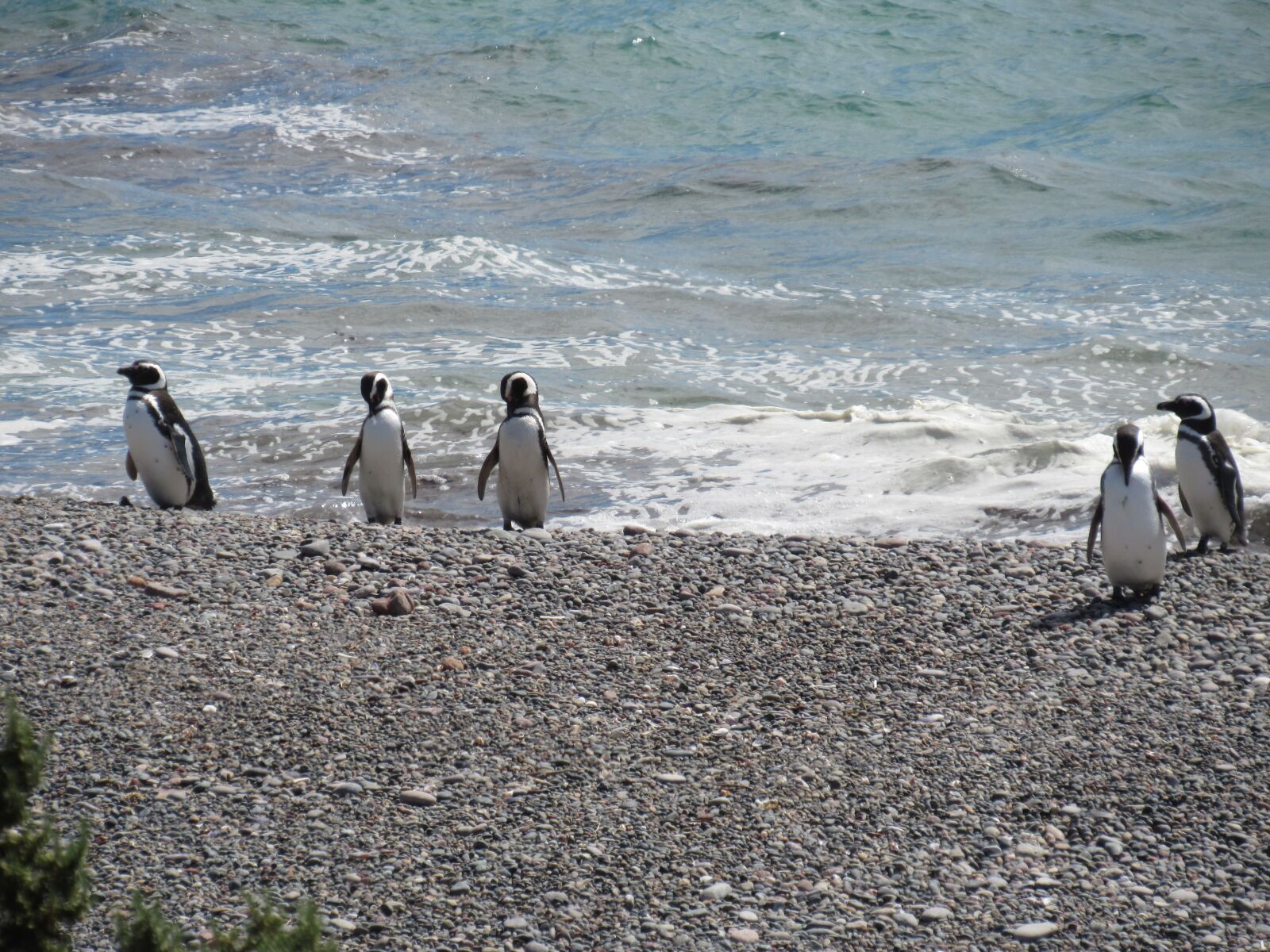Canon PowerShot SX530 HS sample photo. Penguin, magellan, nature photography