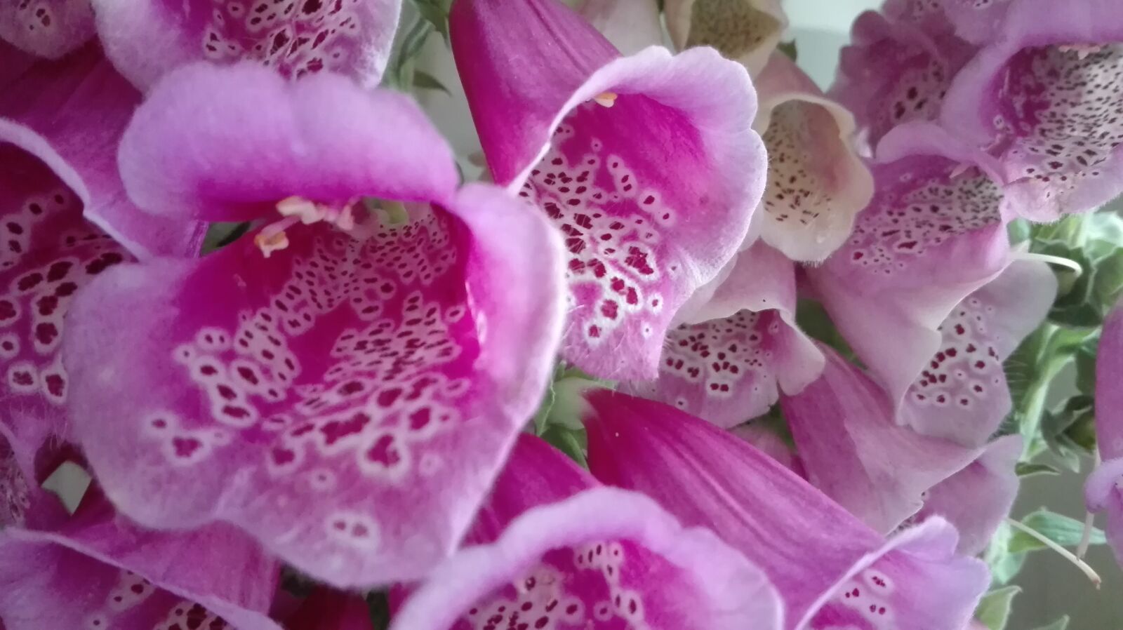 HUAWEI P8 Lite sample photo. Nature, plant, color photography