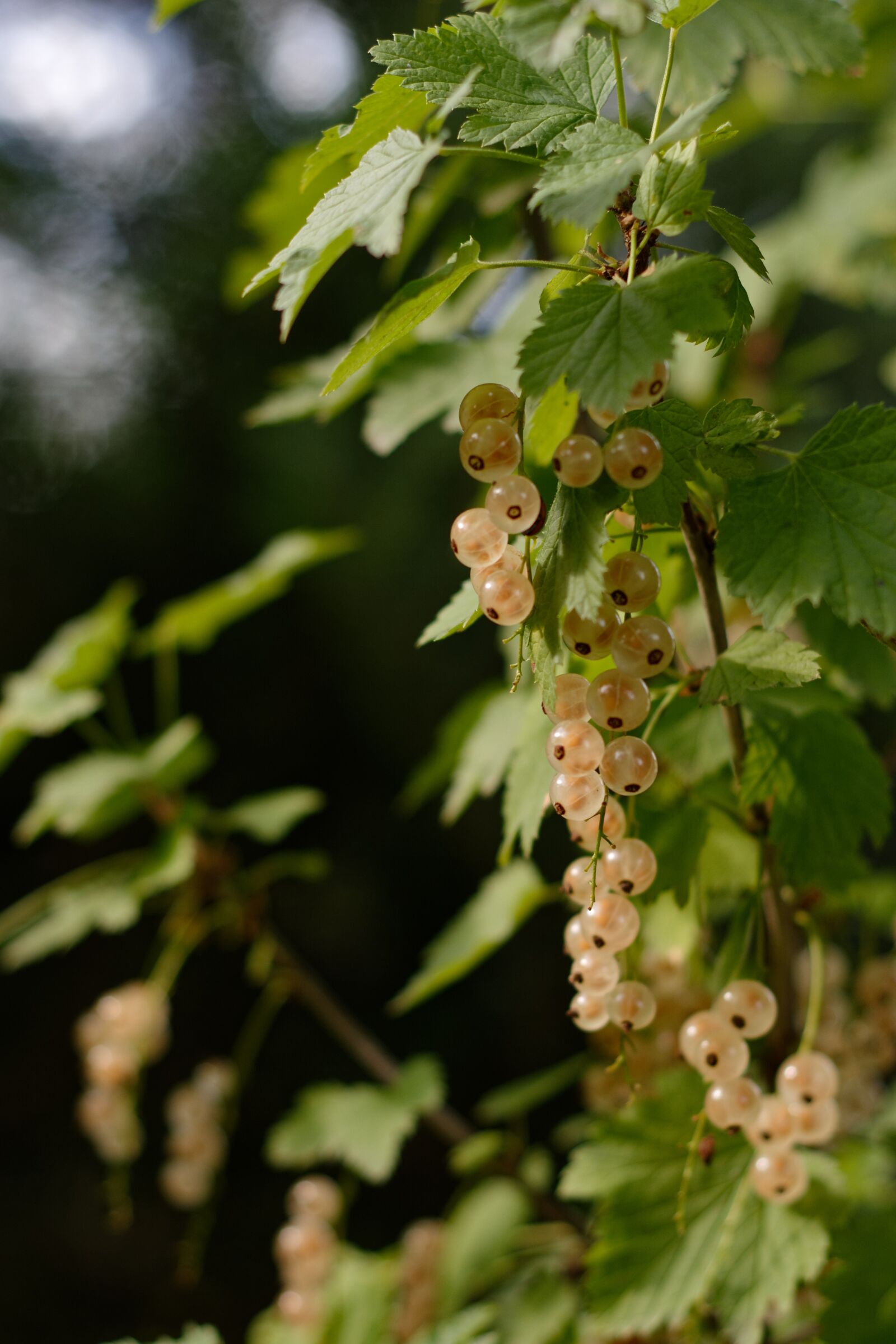 Nikon D5200 sample photo. Currant, fruit, white currants photography