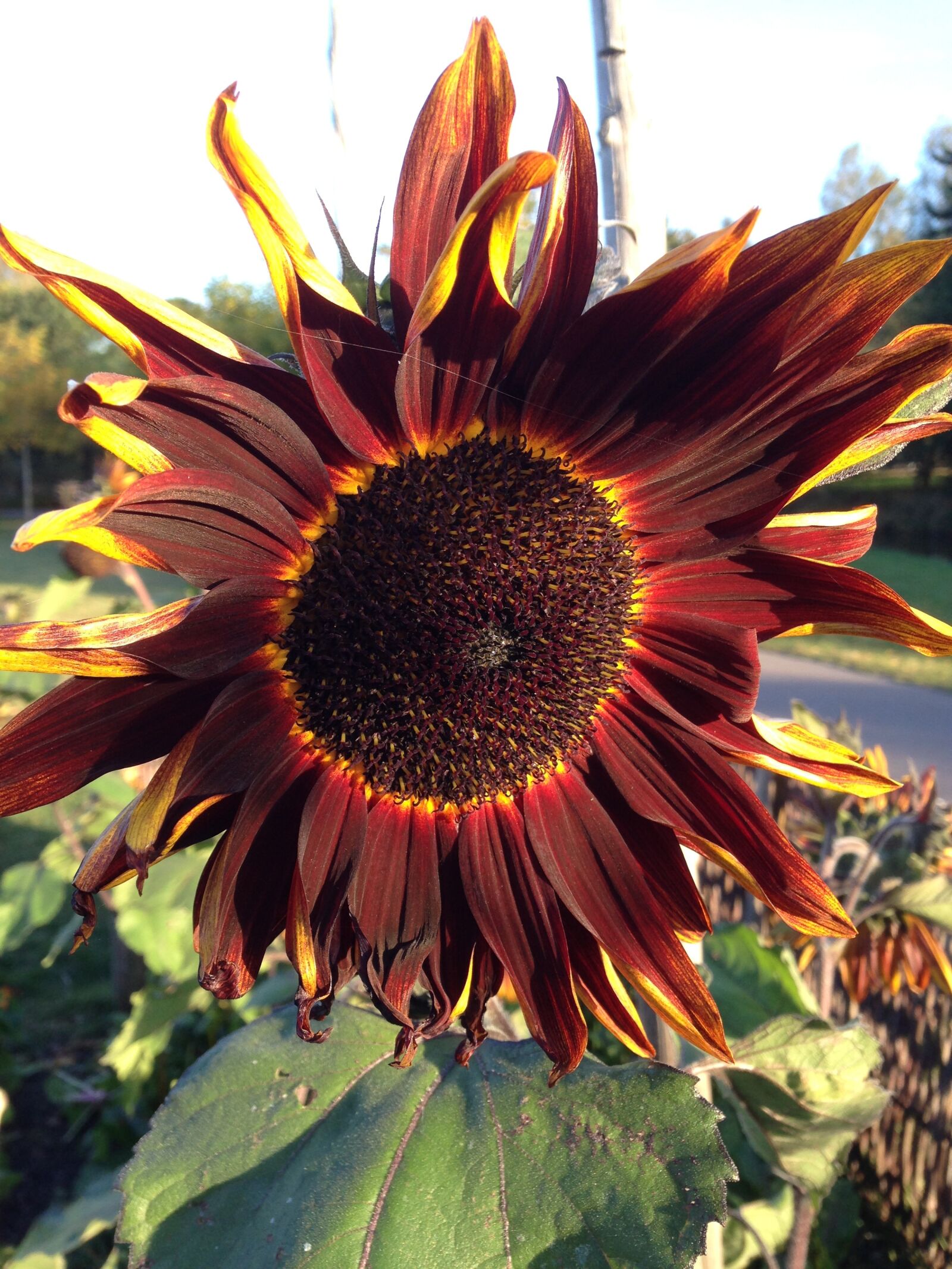 iPhone 5 back camera 4.12mm f/2.4 sample photo. Nature, flower, plant photography