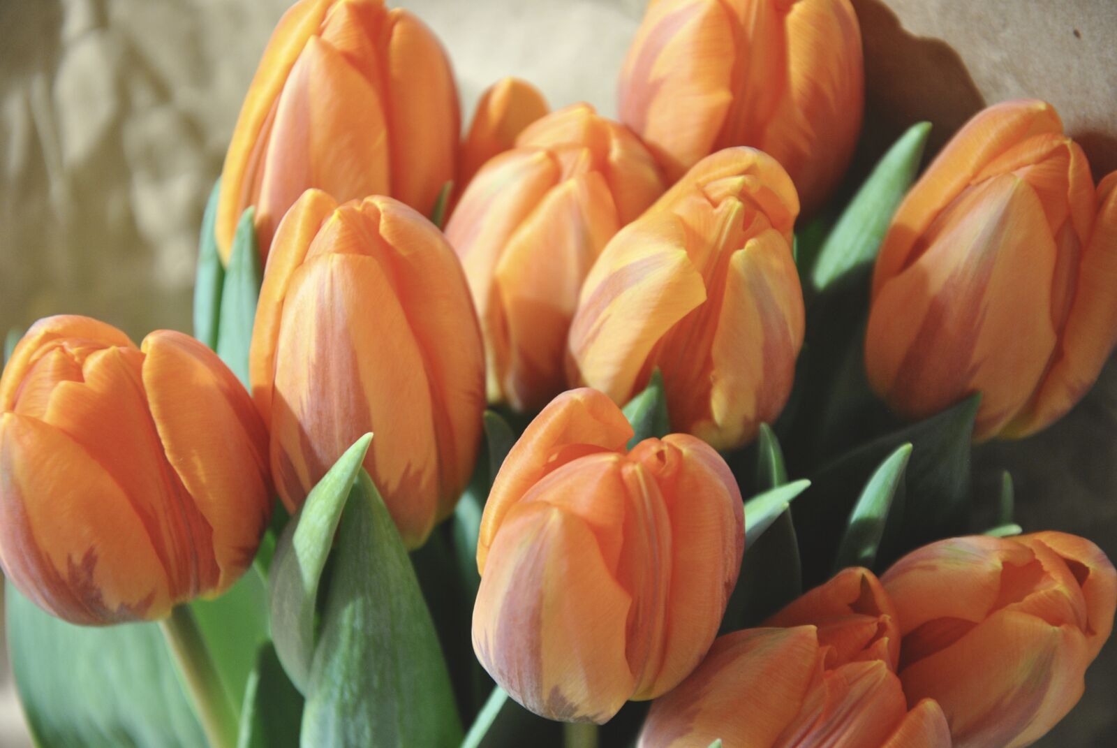 Nikon D3000 sample photo. Flowers, orange, tulips photography