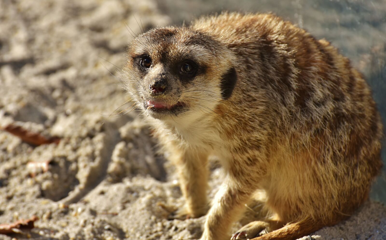 Nikon D7200 sample photo. Meerkat, cute, curious photography