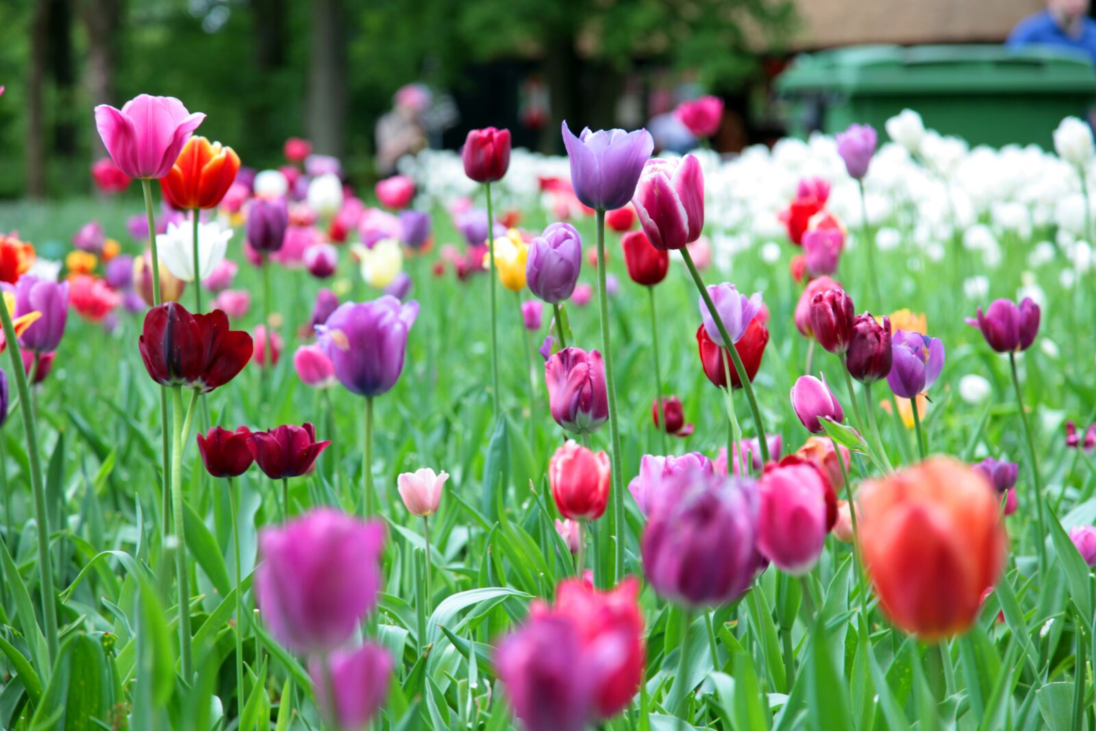 Canon EOS 5D Mark II sample photo. Flowers, tulips, garden photography