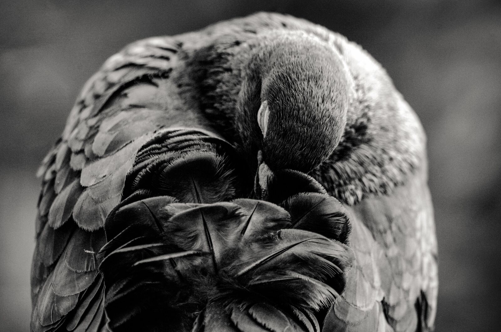 Pentax K-30 sample photo. Dove, bird, feather photography
