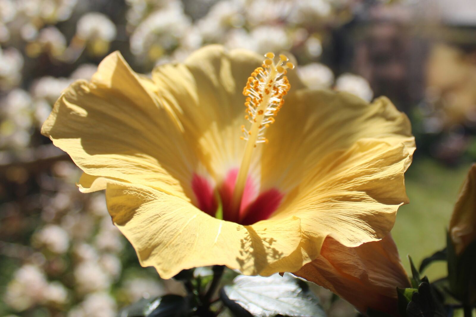 Canon EOS 600D (Rebel EOS T3i / EOS Kiss X5) sample photo. Hawaiiblomst, flower, yellow photography