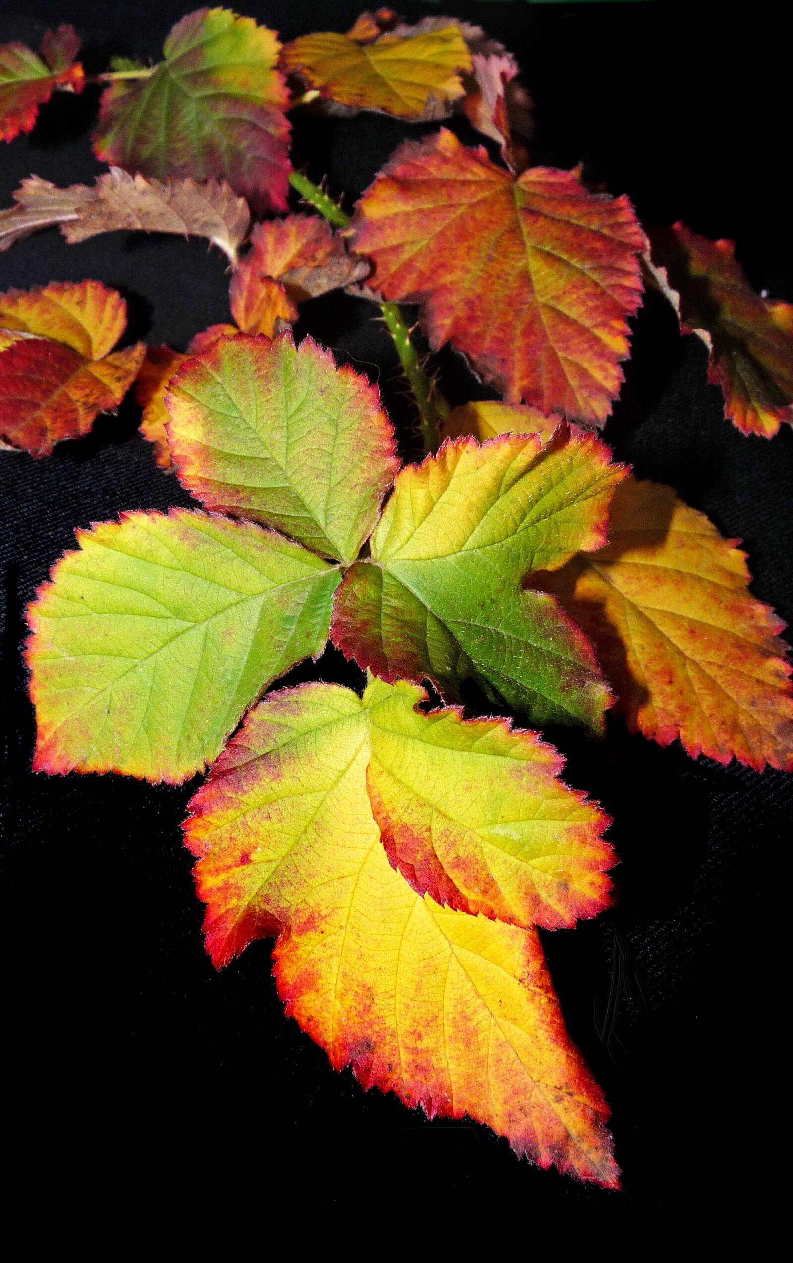 Panasonic Lumix DMC-FZ28 sample photo. Leaves, berry, autumn photography