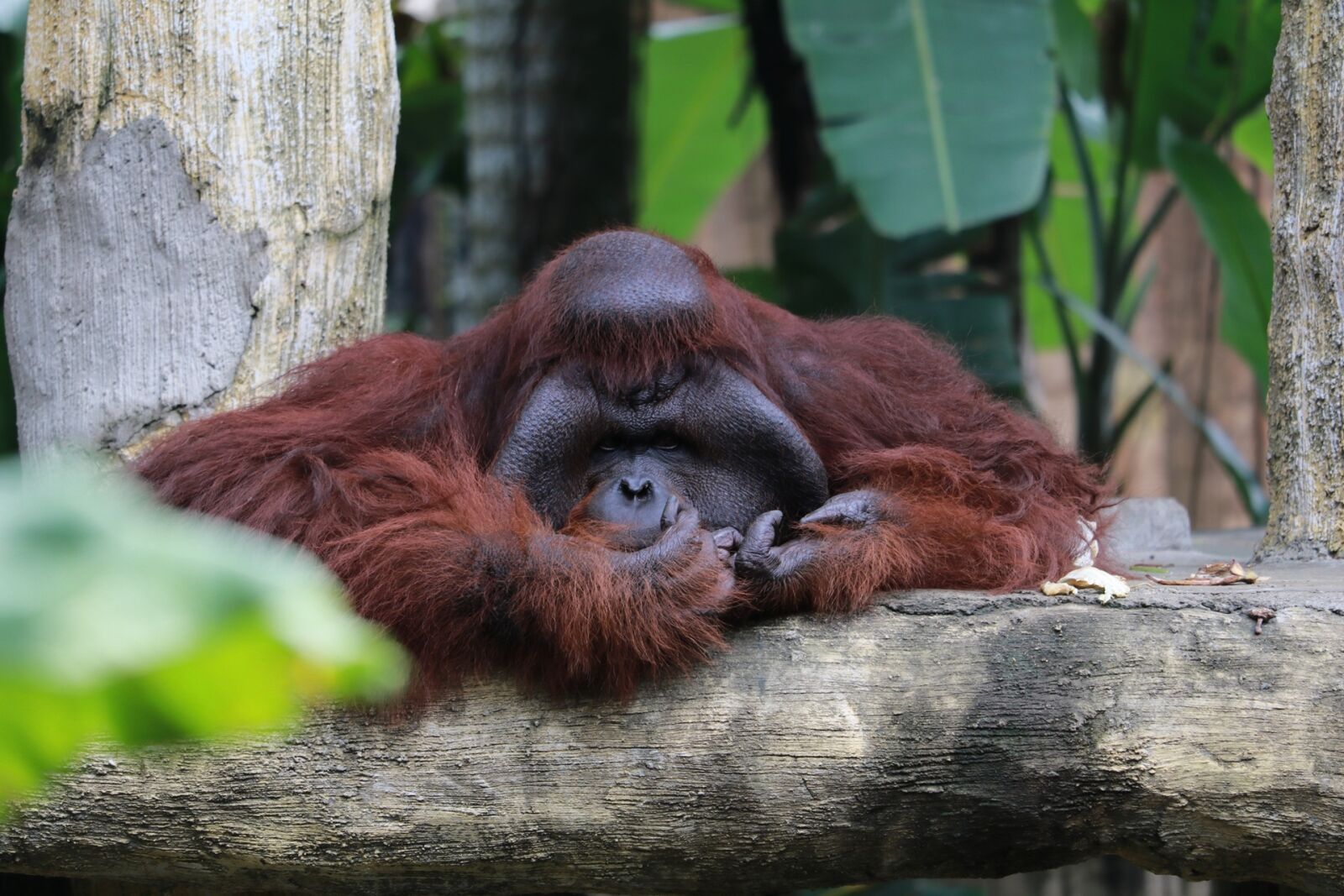 Canon EF-S 55-250mm F4-5.6 IS STM sample photo. Monkey, wildlife, zoo photography