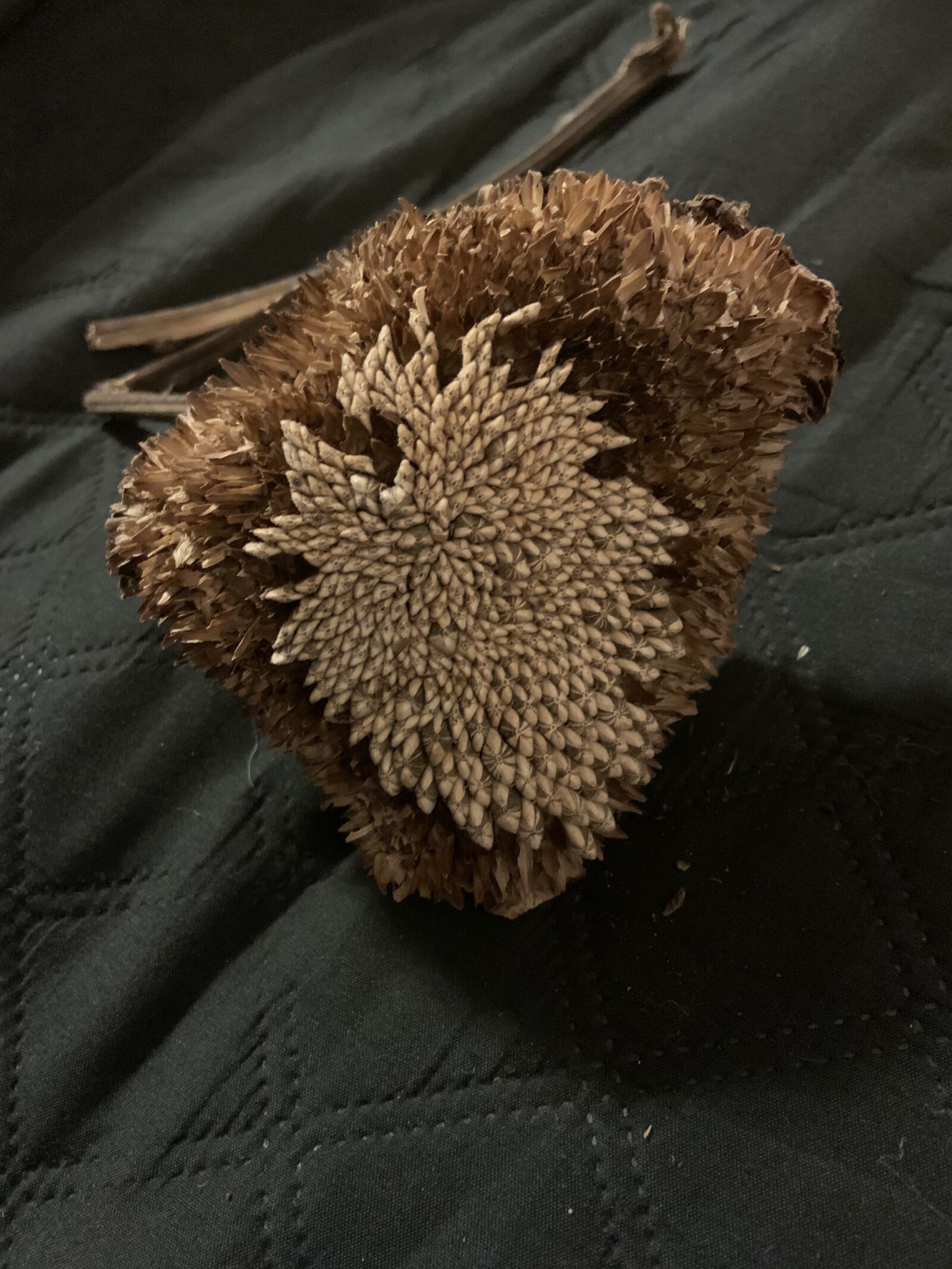 Apple iPhone XR sample photo. Sunflower, seed production, partial photography