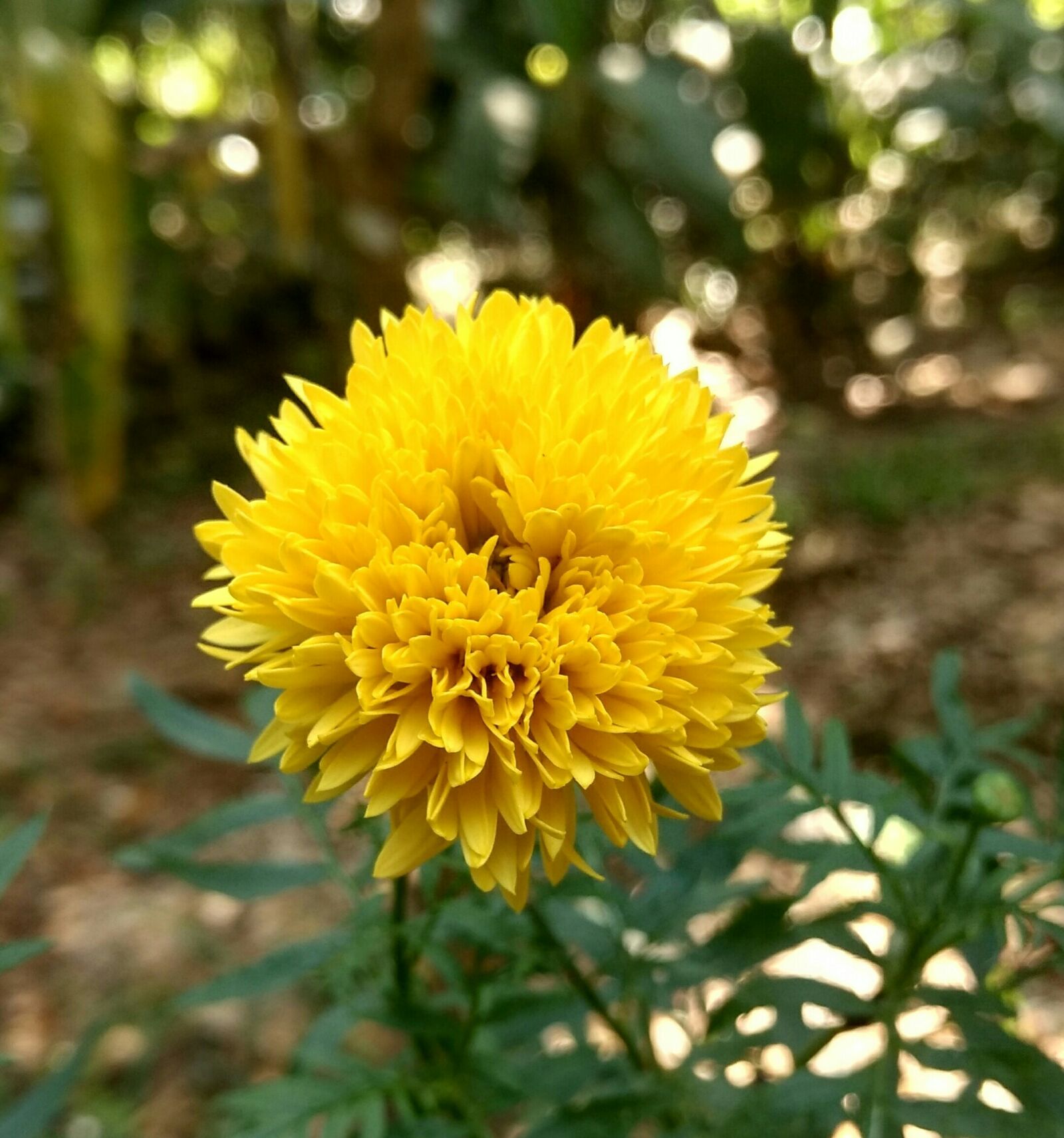 Motorola Moto G (4) sample photo