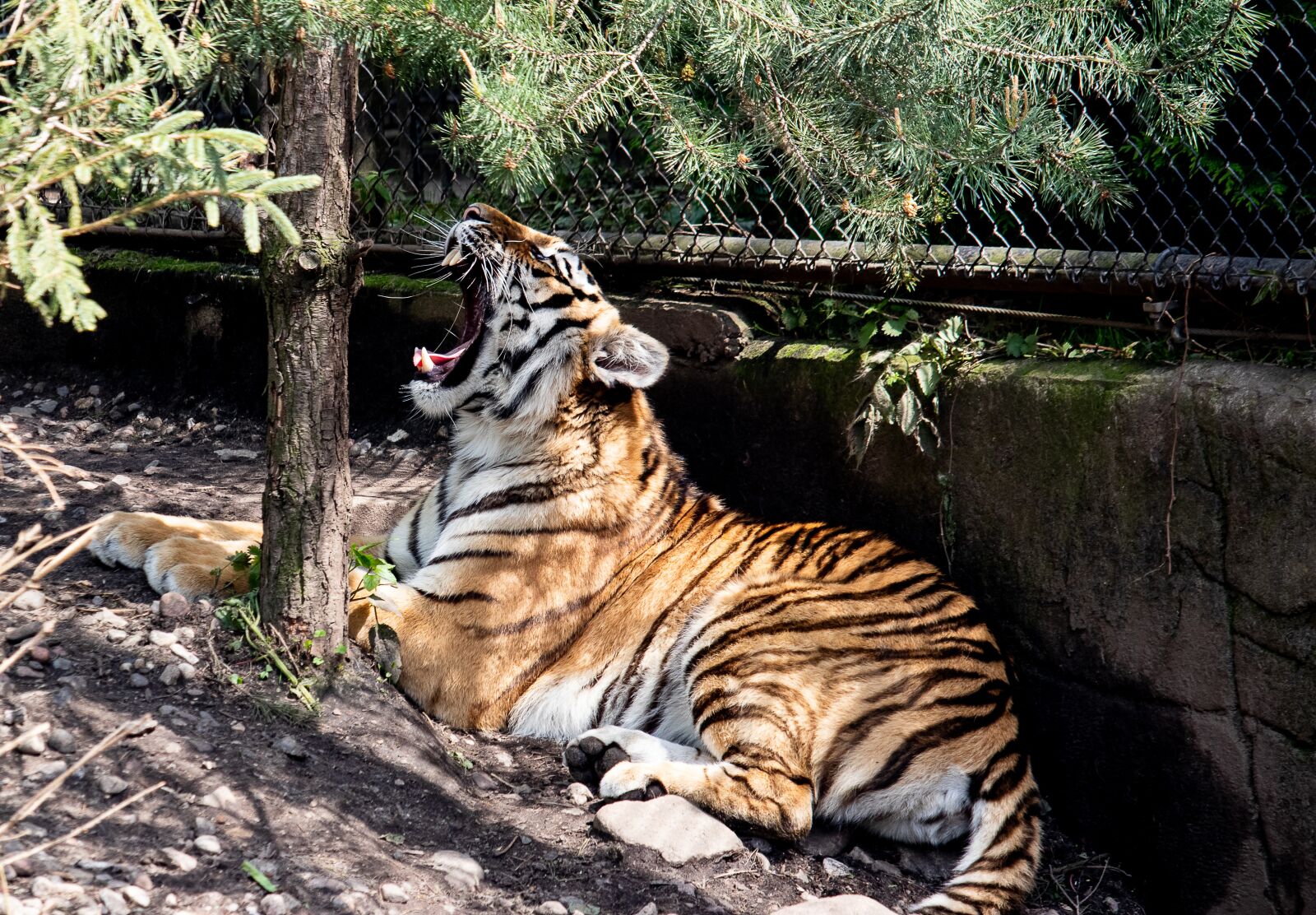 Canon EF-S 55-250mm F4-5.6 IS STM sample photo. Tiger, siberian tiger, mammal photography